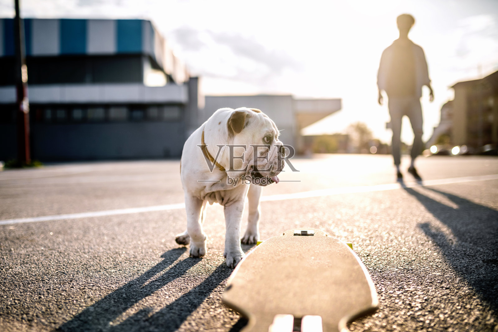 男子滑板与斗牛犬小狗照片摄影图片
