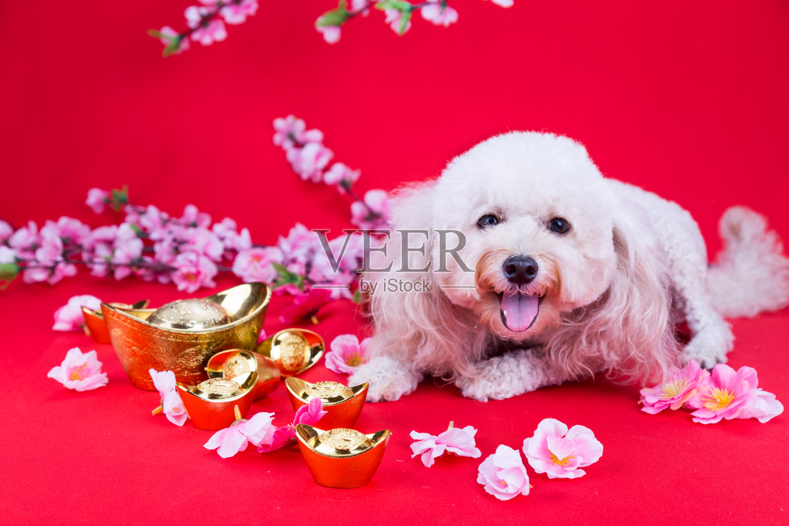 狗在中国新年设置在红色背景照片摄影图片