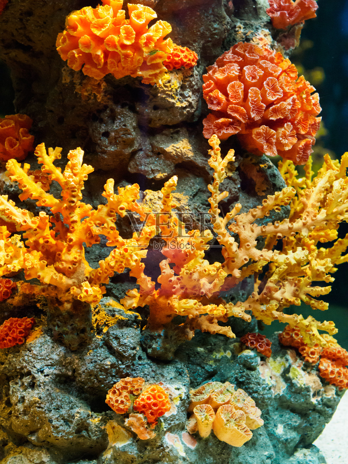 珊瑚礁照片摄影图片