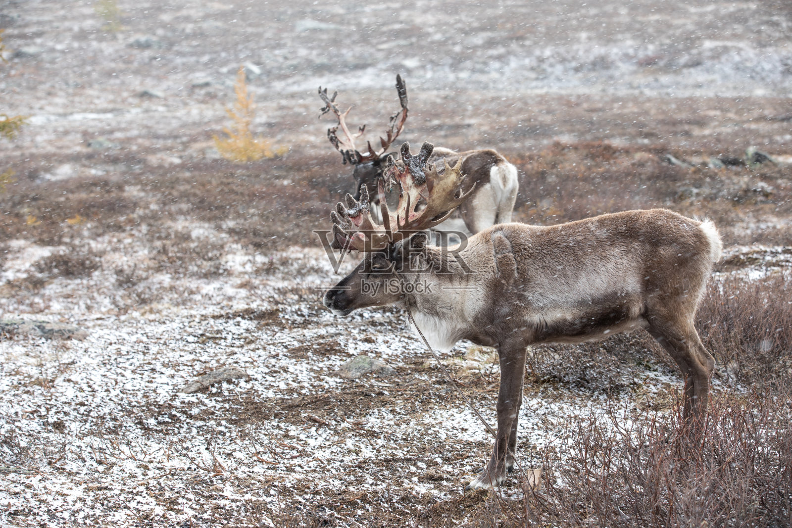 暴风雪中的两只驯鹿。照片摄影图片