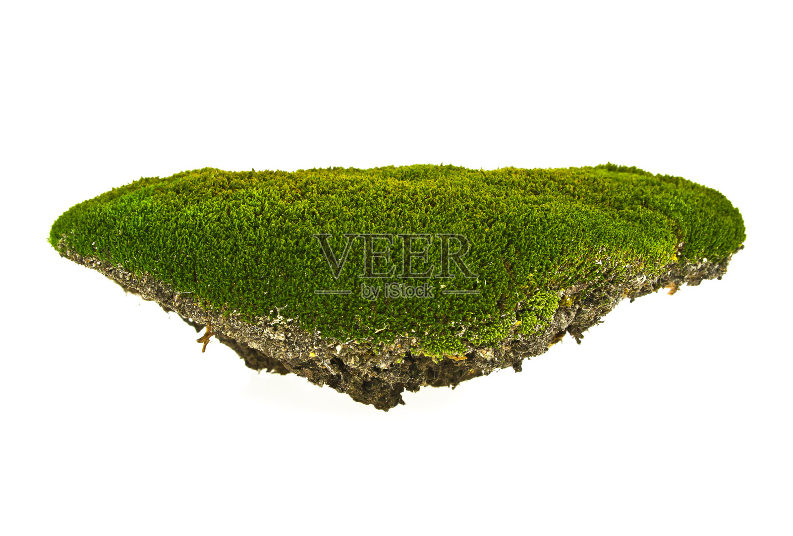 白色背景上的绿色苔藓照片摄影图片