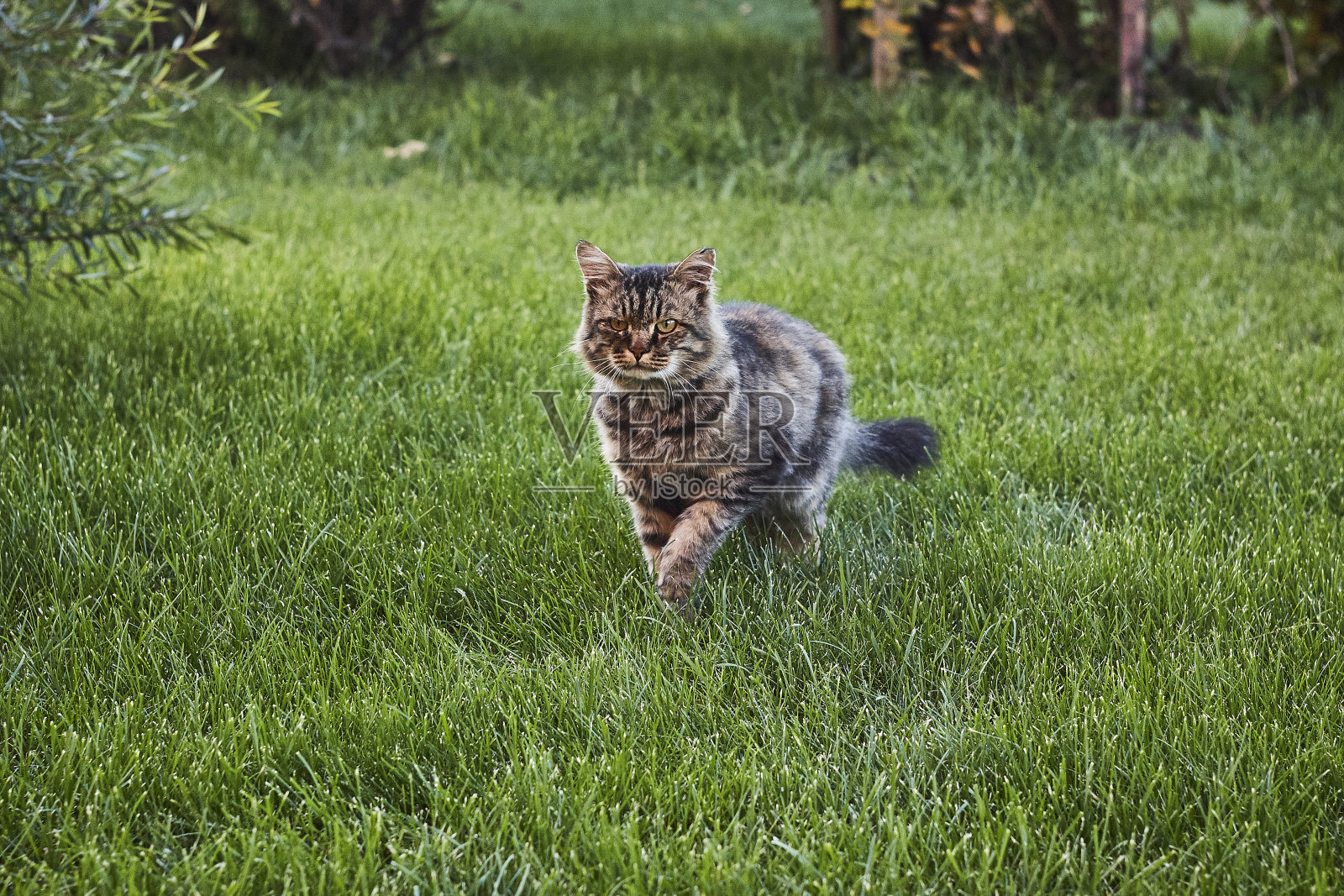 愤怒的西伯利亚猫在绿色草坪上行走照片摄影图片