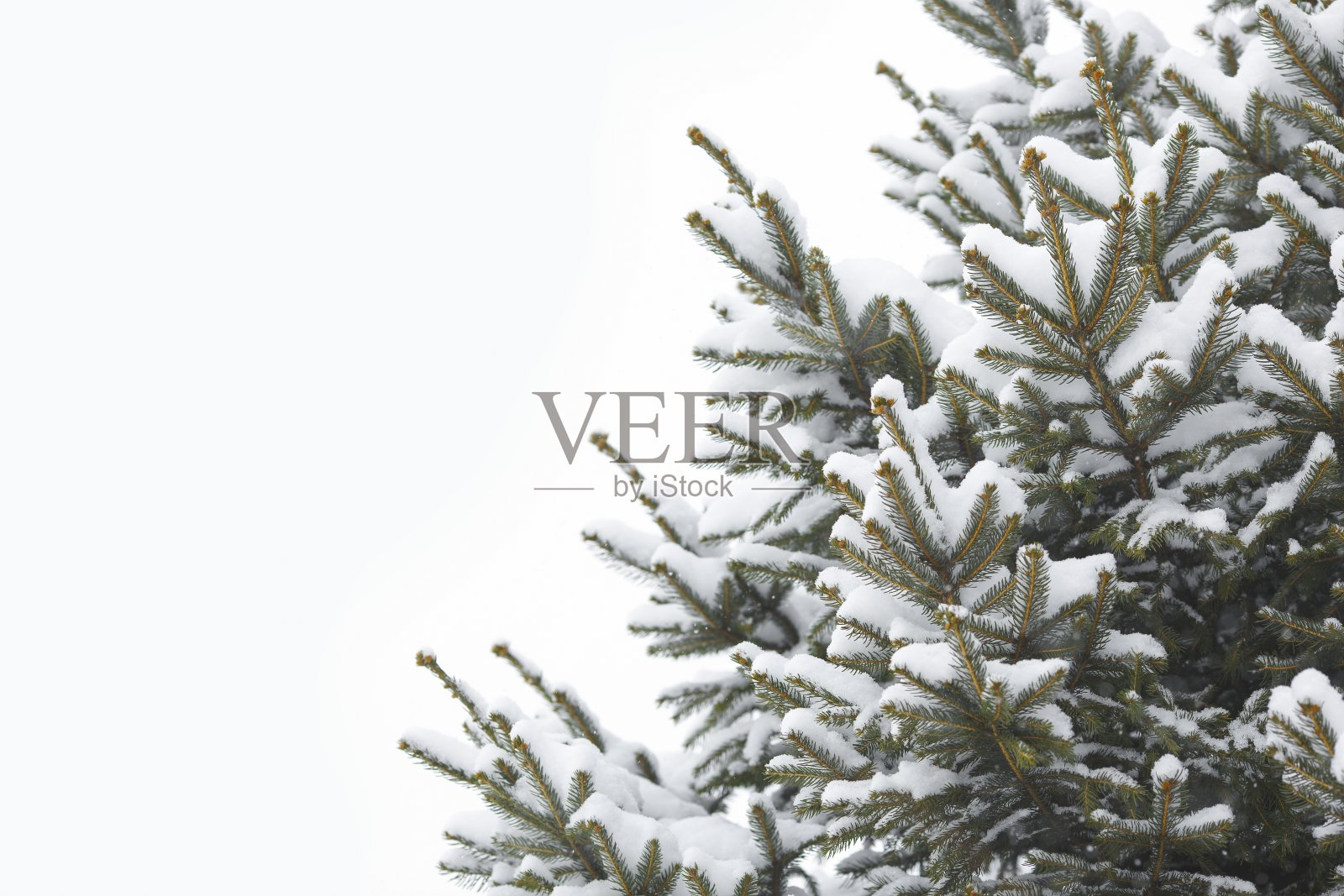 缀满雪花的圣诞树照片摄影图片
