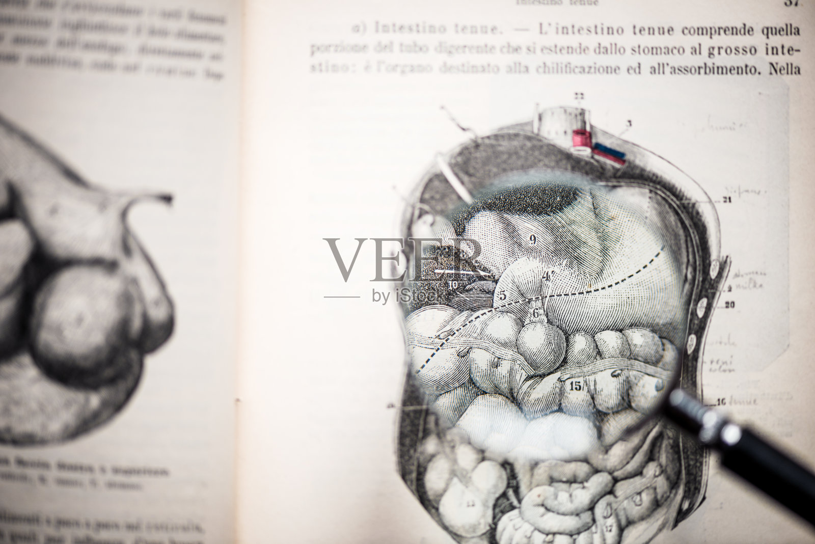 放大镜上的古董解剖书:器官照片摄影图片