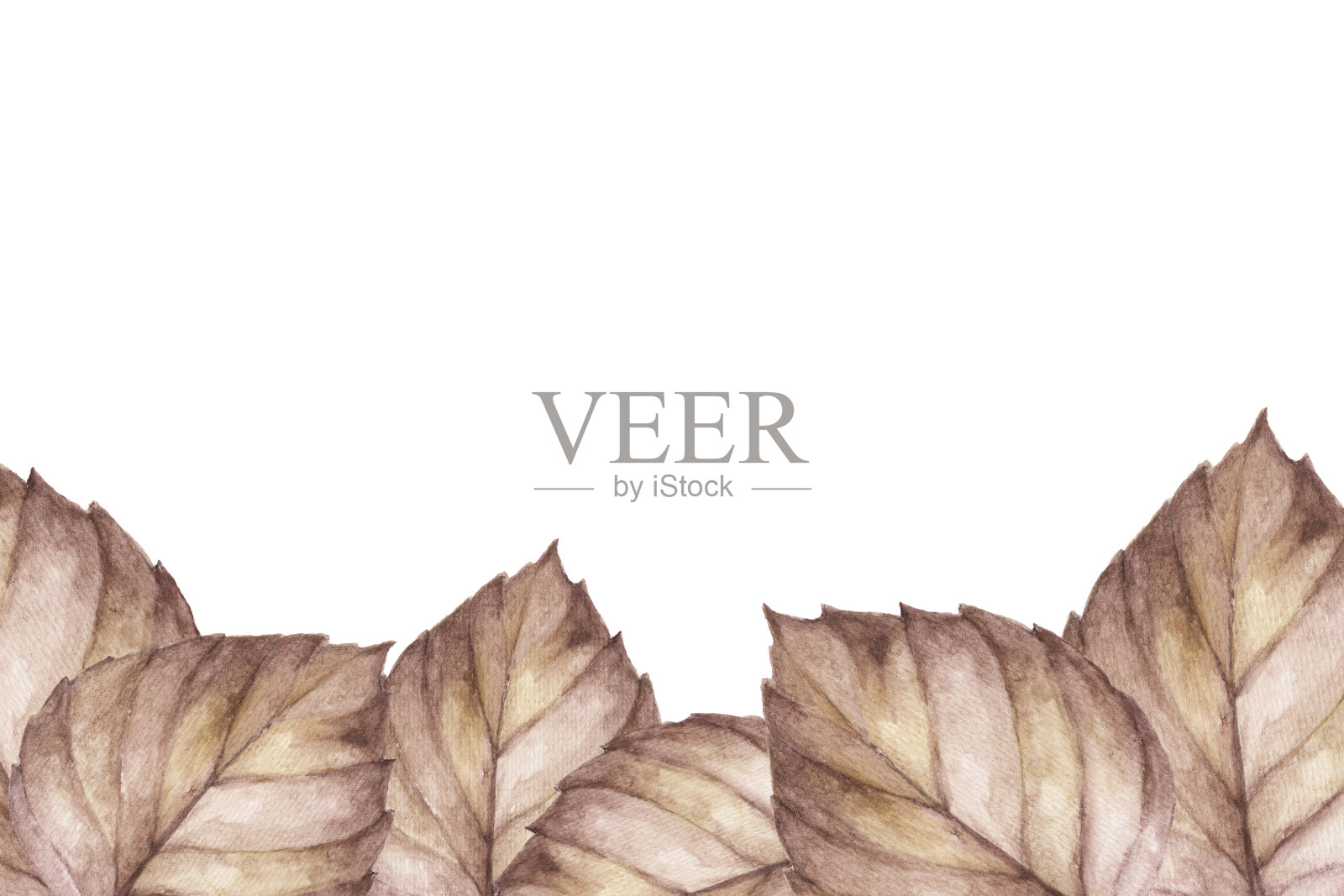 秋天的框架与棕色水彩树叶在白色的背景。优雅的设计。插画图片素材