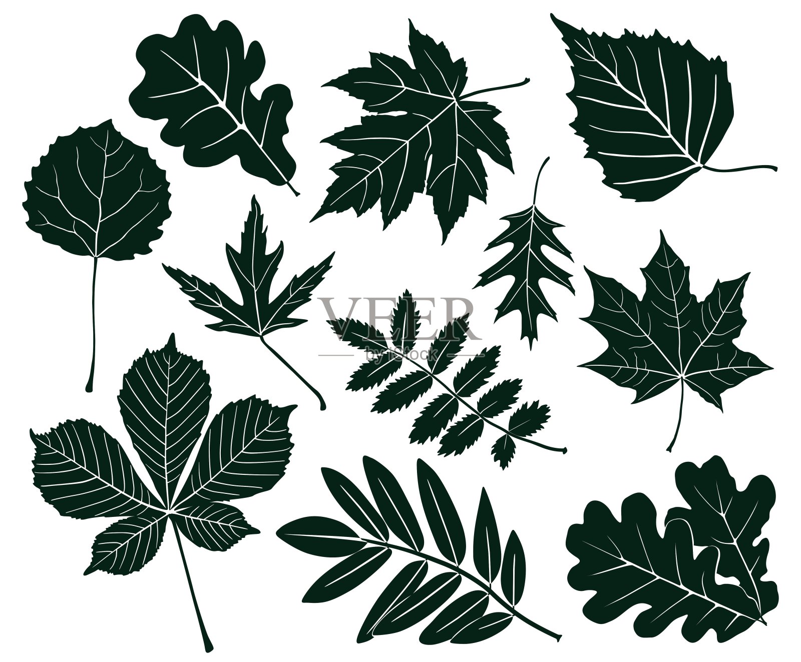 一系列不同形状的树叶的黑色剪影。矢量图设计元素图片