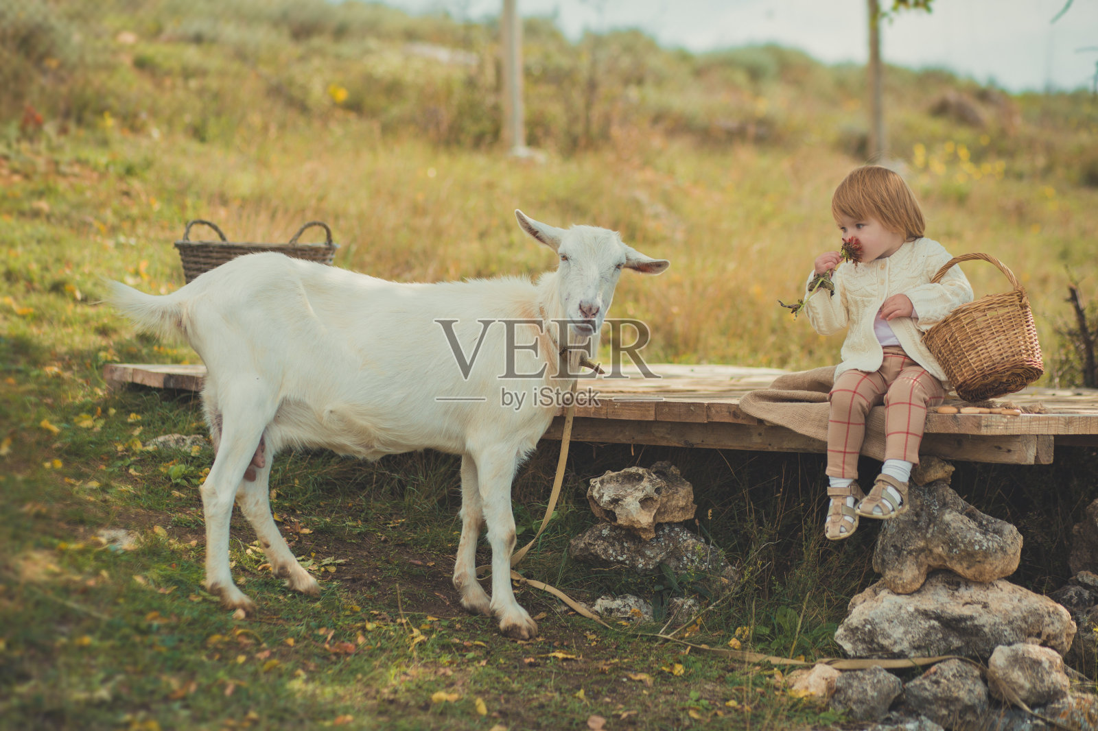 女孩漂亮时髦的穿着毛衣和金发花时间在村庄与篮子装满苹果喂养动物山羊羔羊在森林草地木制舞台照片摄影图片