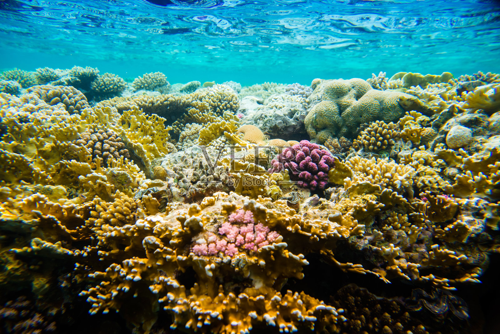 红海的珊瑚礁照片摄影图片