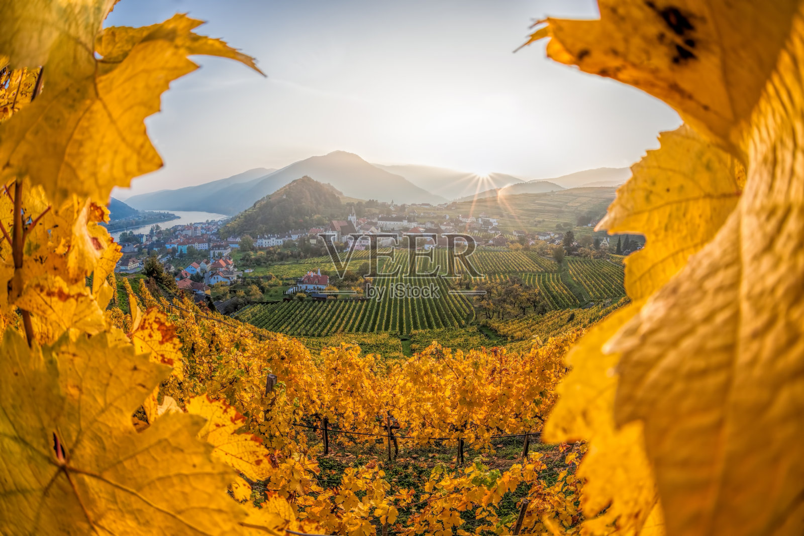 奥地利斯皮茨瓦肖著名的葡萄园照片摄影图片
