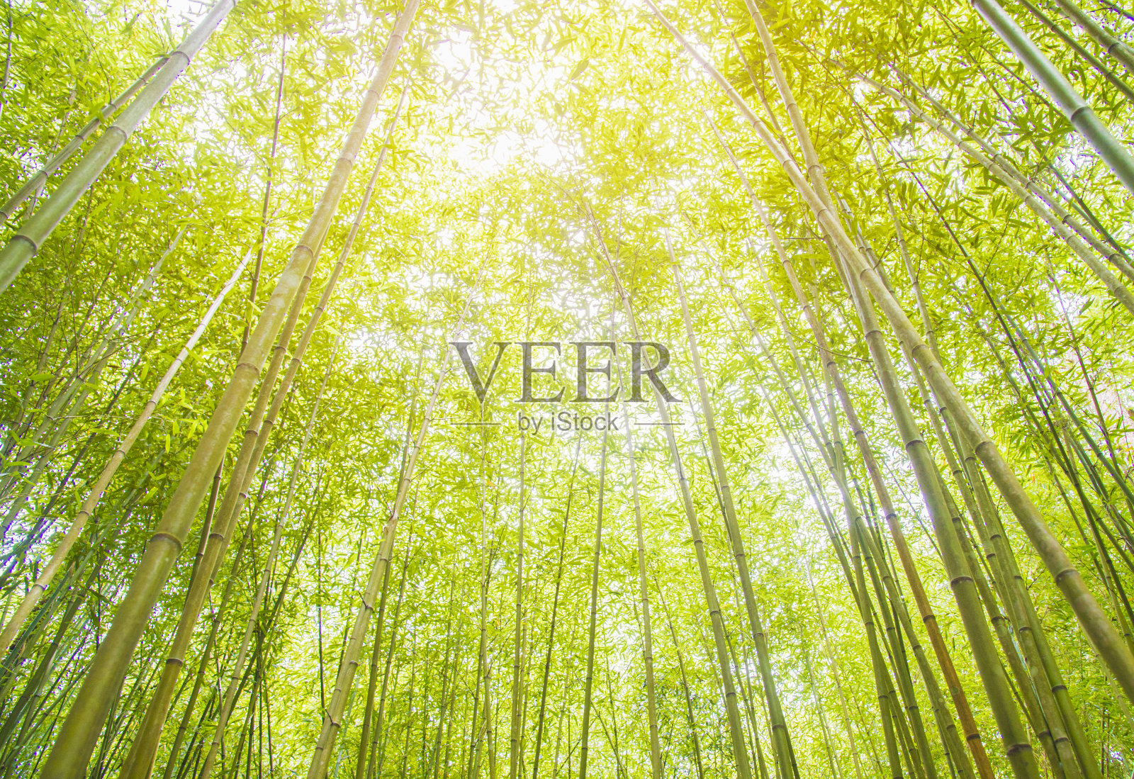 翠竹背景，日本京都附近的岚山竹林照片摄影图片