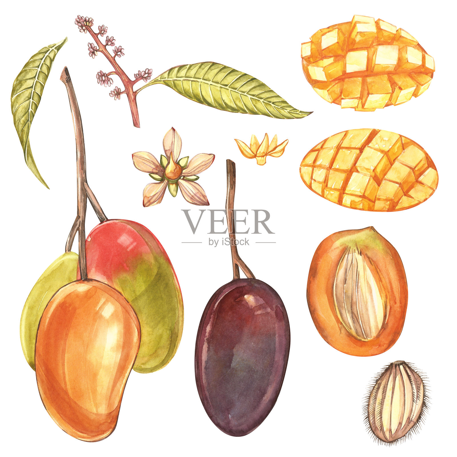 一套水彩植物插图。芒果水果和花孤立在白色的背景。插画图片素材