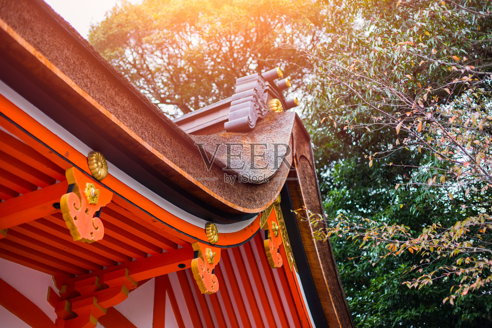 日本风格的神社红芦寺的特写芦与秋天的季节枫树照片摄影图片