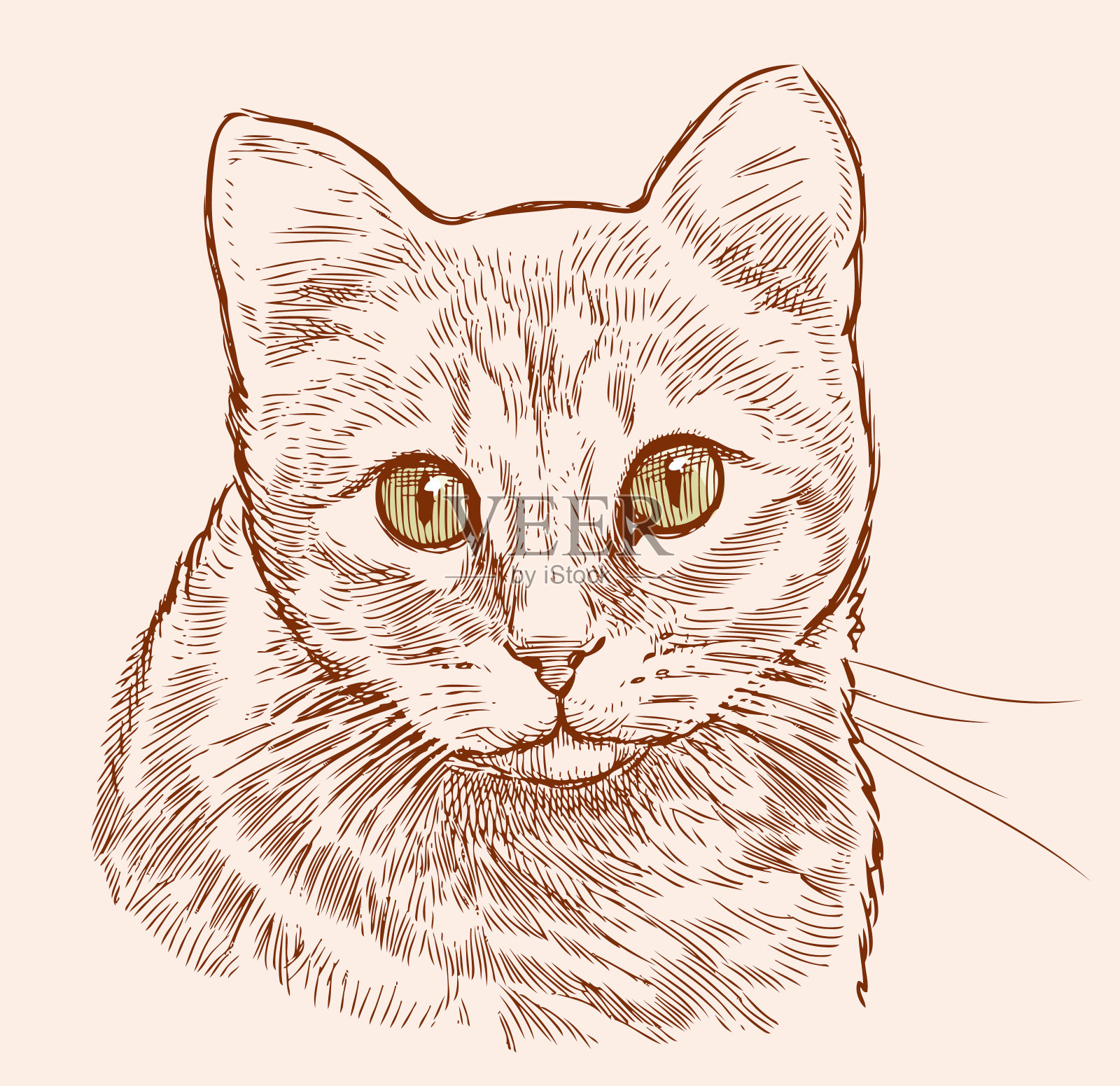 一只家猫的素描画像插画图片素材