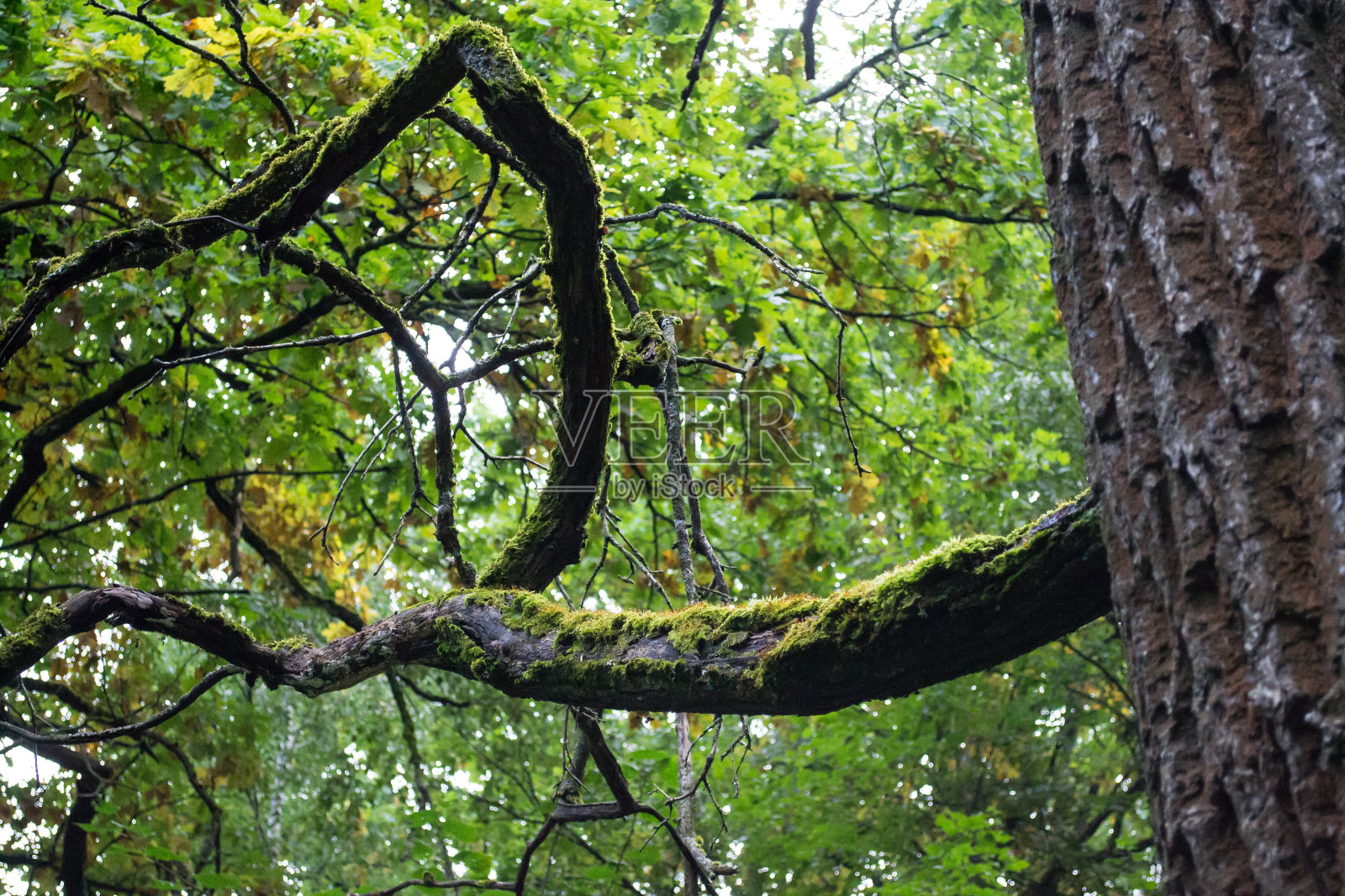 橡树枝在森林的灌木丛中覆盖着苔藓照片摄影图片