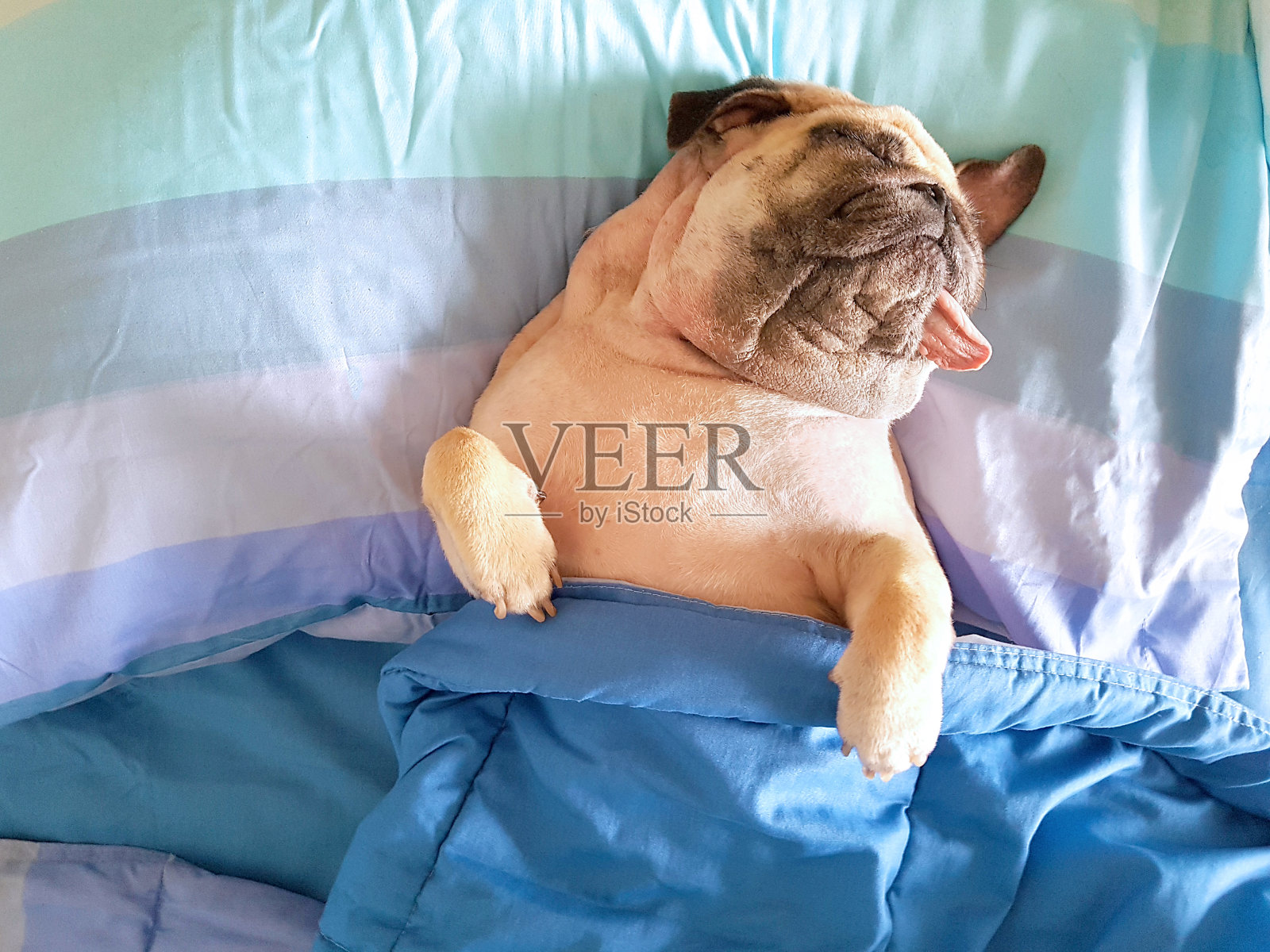 可爱的哈巴狗睡在床上休息，裹着毯子，伸着舌头在慵懒的时候照片摄影图片