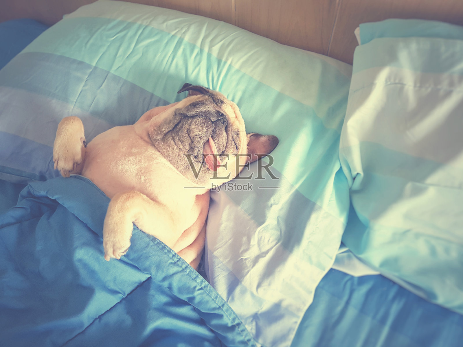 可爱的哈巴狗睡在床上休息，裹着毯子，伸着舌头在慵懒的时候照片摄影图片