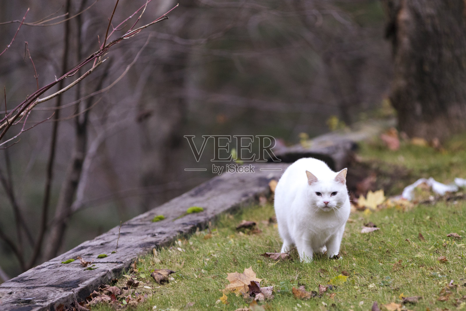 四岁的雌土耳其安哥拉猫在后院散步。照片摄影图片