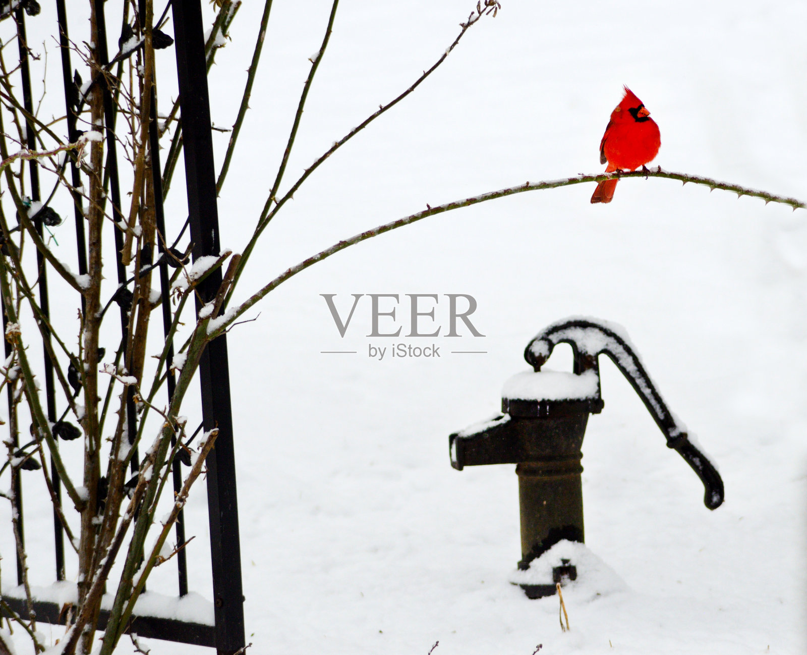 装饰艺术红色红衣主教栖息在黑色水泵上方的树枝上。照片摄影图片