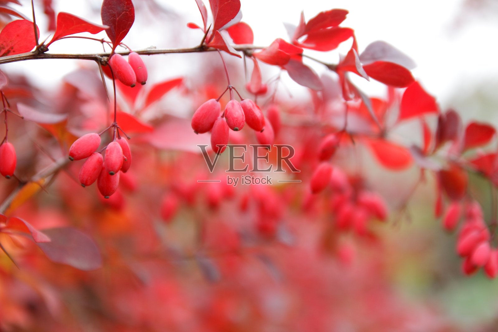 草莓挂在秋季花园的灌木上，复古的风格照片摄影图片