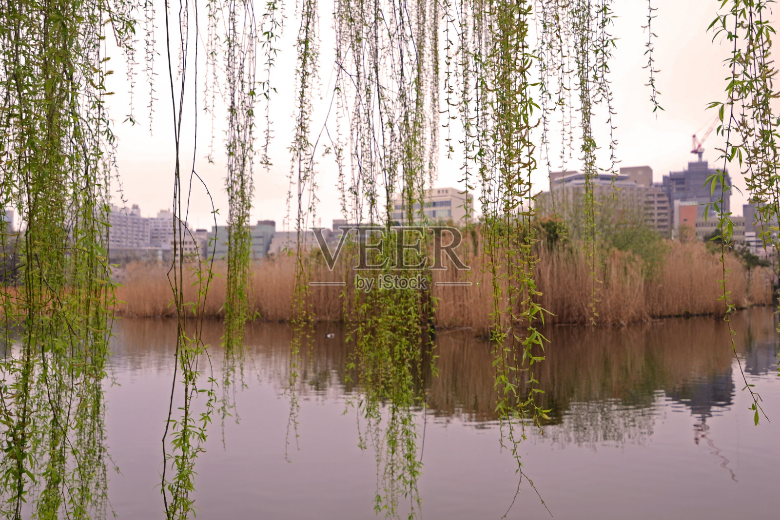 Shinobazu Pond，日本上野公园内的城市野生动物保护区照片摄影图片