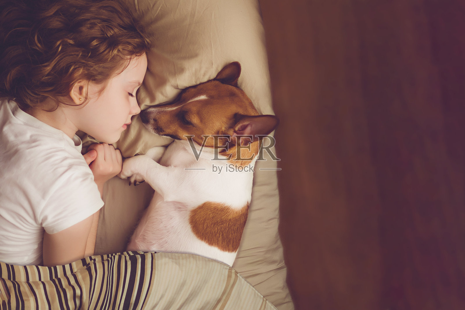 可爱的卷毛女孩和杰克罗素狗在晚上睡觉。照片摄影图片