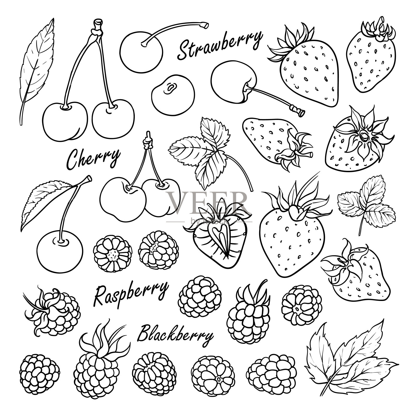 收集浆果:樱桃，草莓，覆盆子，黑莓孤立在白色插画图片素材