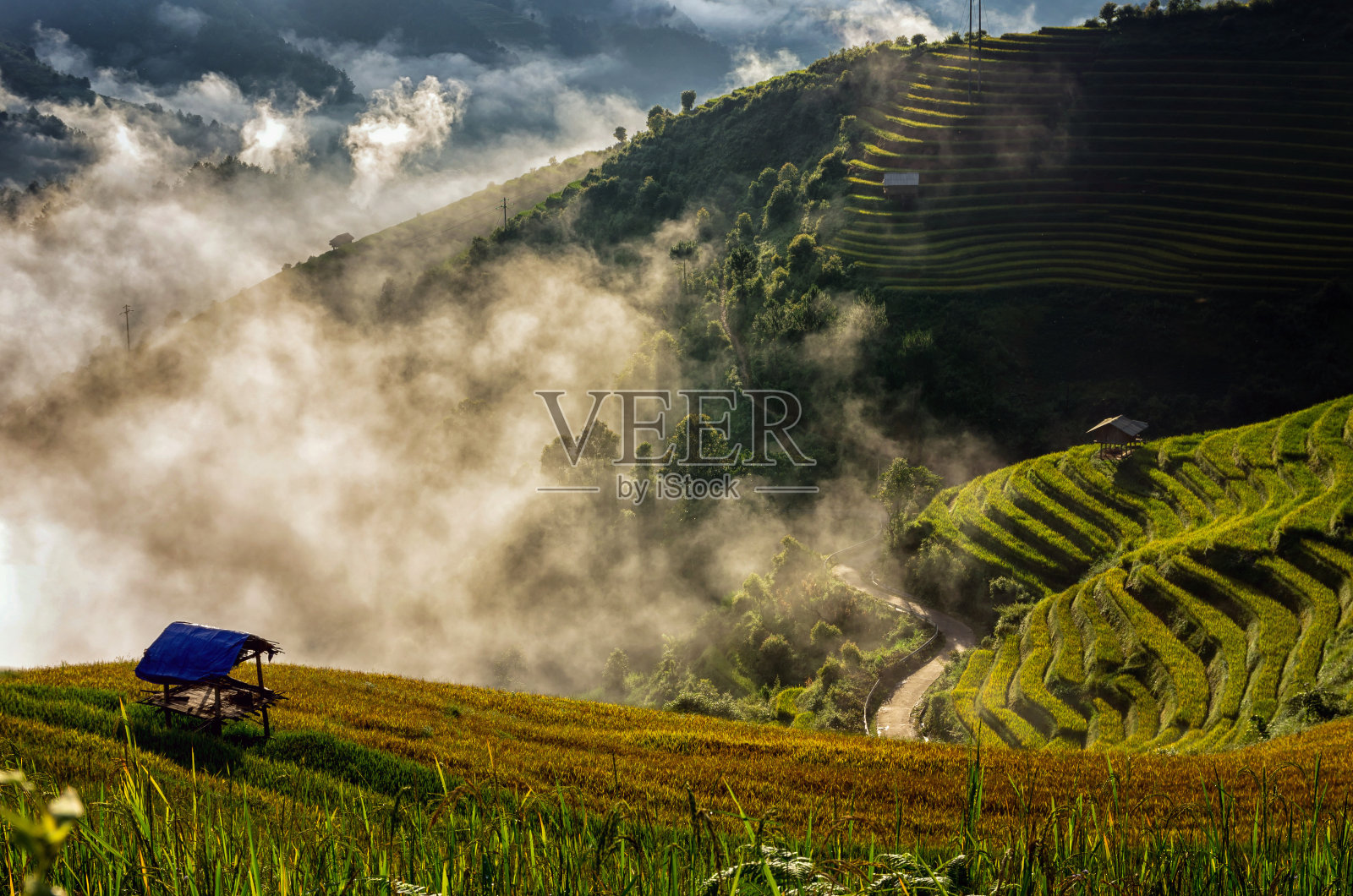 日出时分，越南西北部盐白省木仓寨地区梯田上的稻田，虫声照片摄影图片