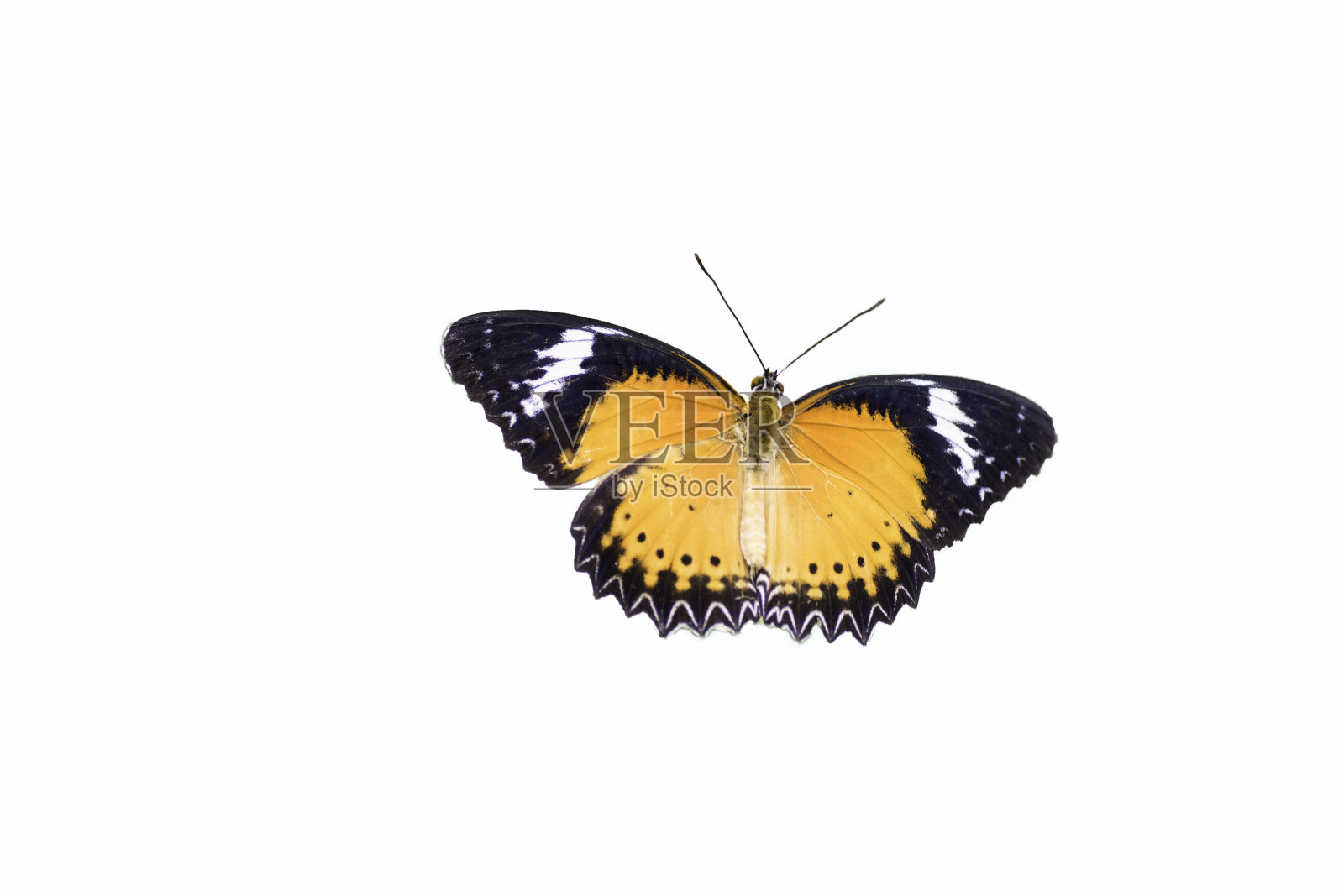 豹草蛉蝶，孤立在白色背景上照片摄影图片