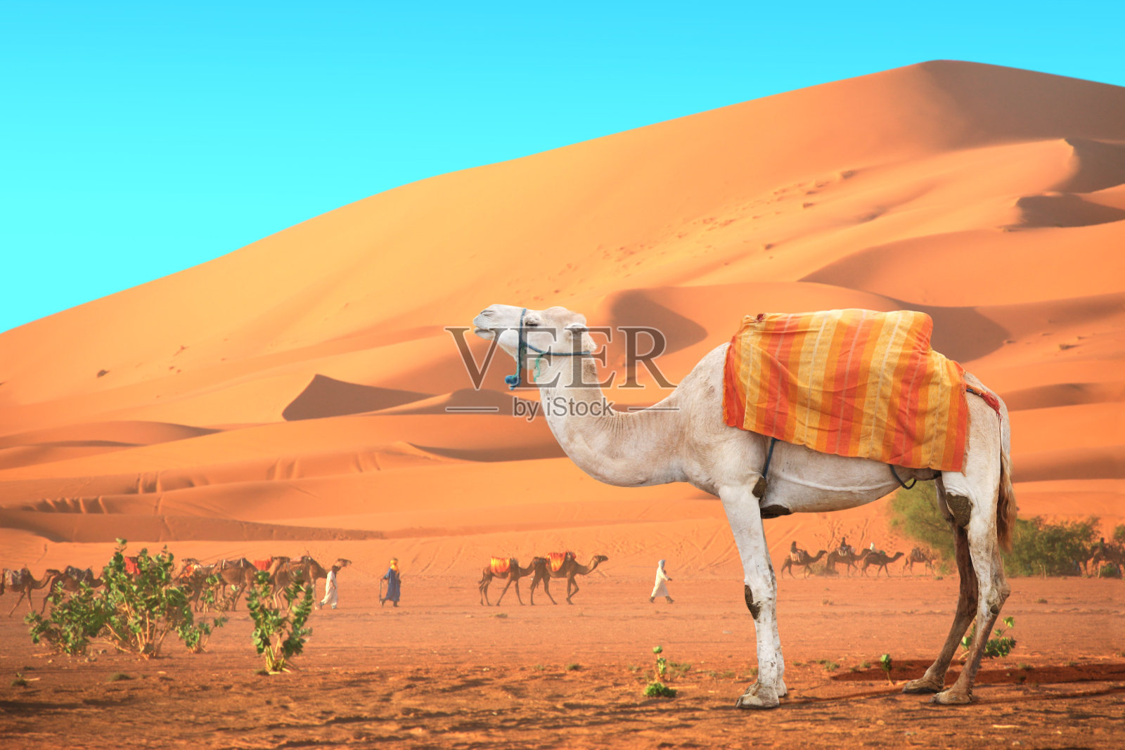 摩洛哥撒哈拉沙漠中的骆驼队照片摄影图片