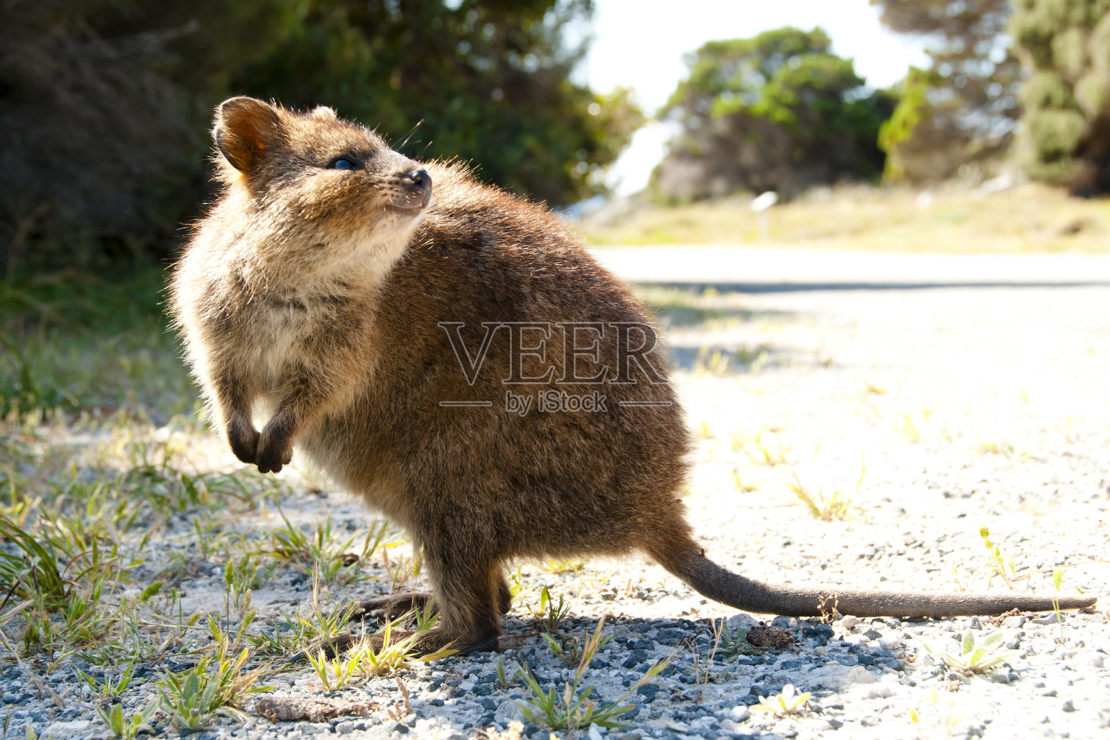 短尾矮袋鼠-罗特内斯特岛照片摄影图片