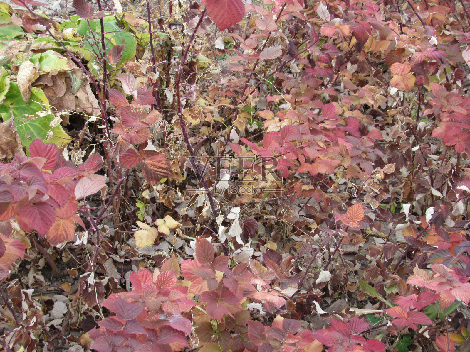 四季-覆盆子叶在秋天照片摄影图片
