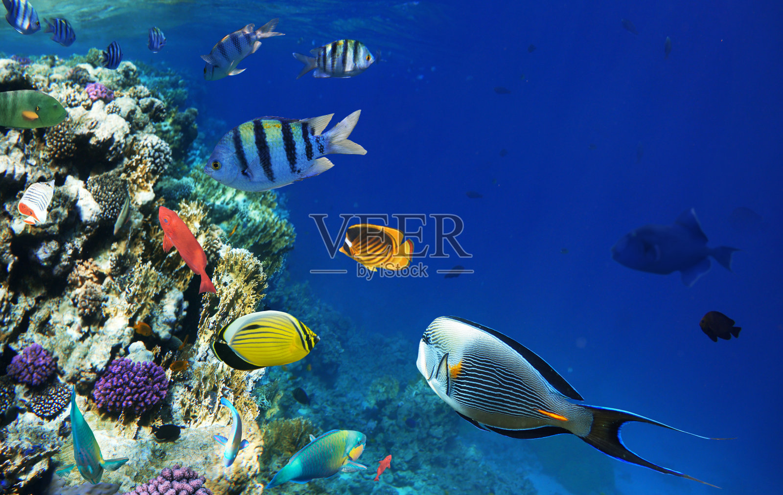 色彩斑斓的珊瑚礁鱼类。照片摄影图片