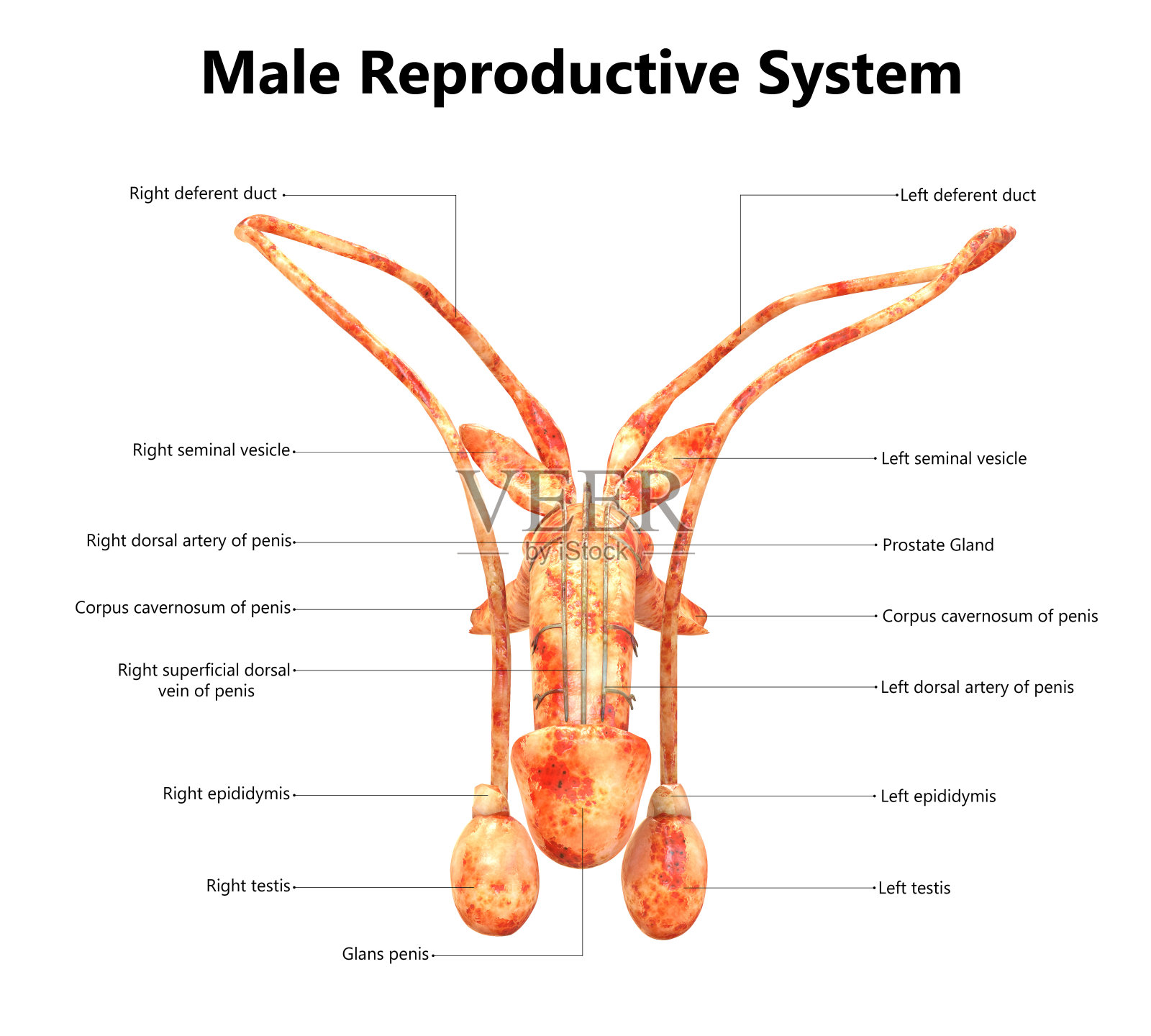 男性生殖系统解剖(详细标签)前视图照片摄影图片