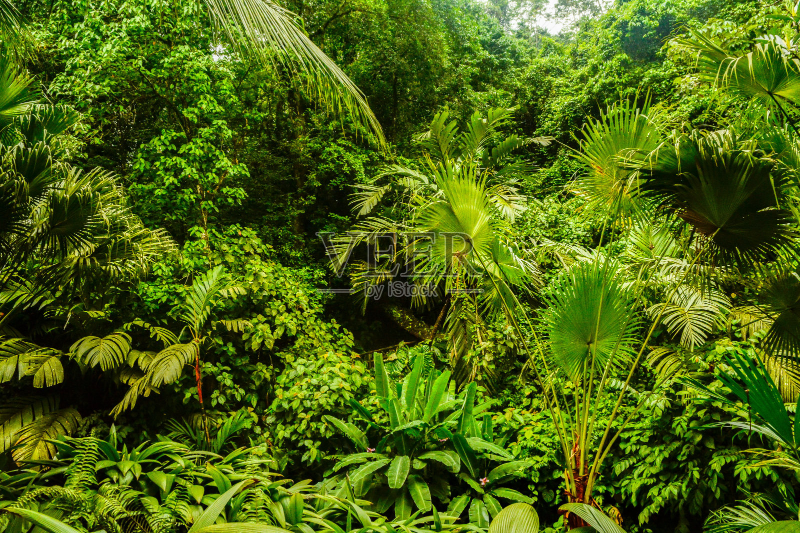 Rainforest Habitat in Costa Rica照片摄影图片