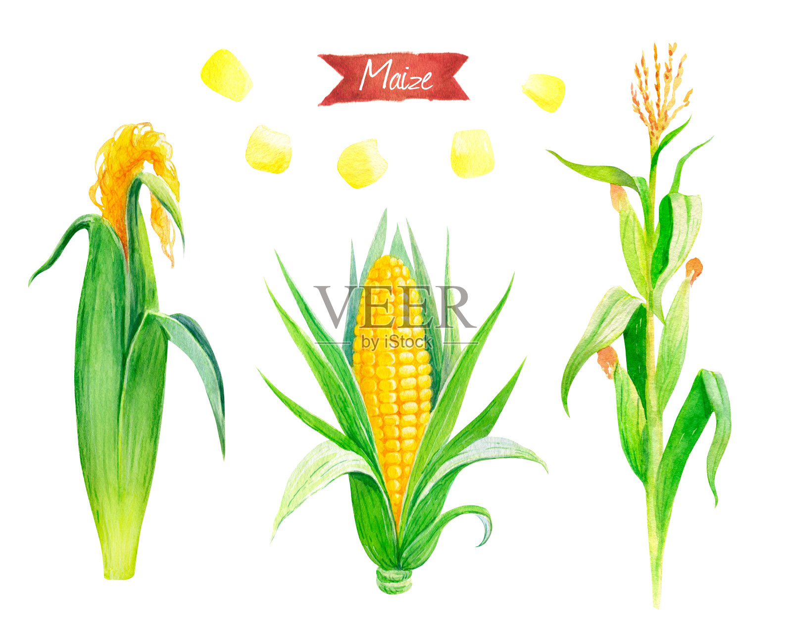 新鲜的玉米植物，耳朵和种子的水彩插图孤立的白色背景与修剪路径插画图片素材