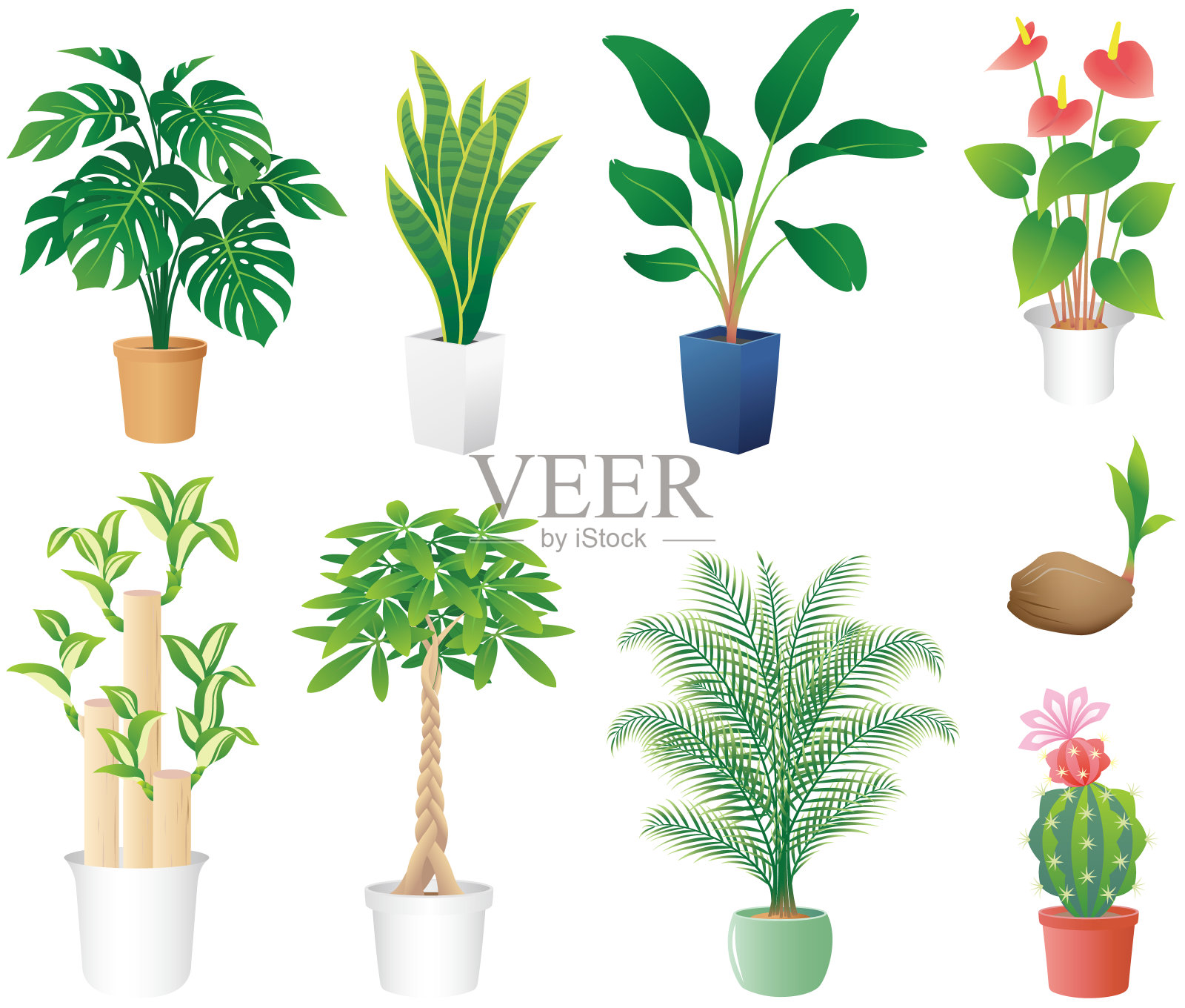 室内植物，孤立在白色背景上。设计元素图片