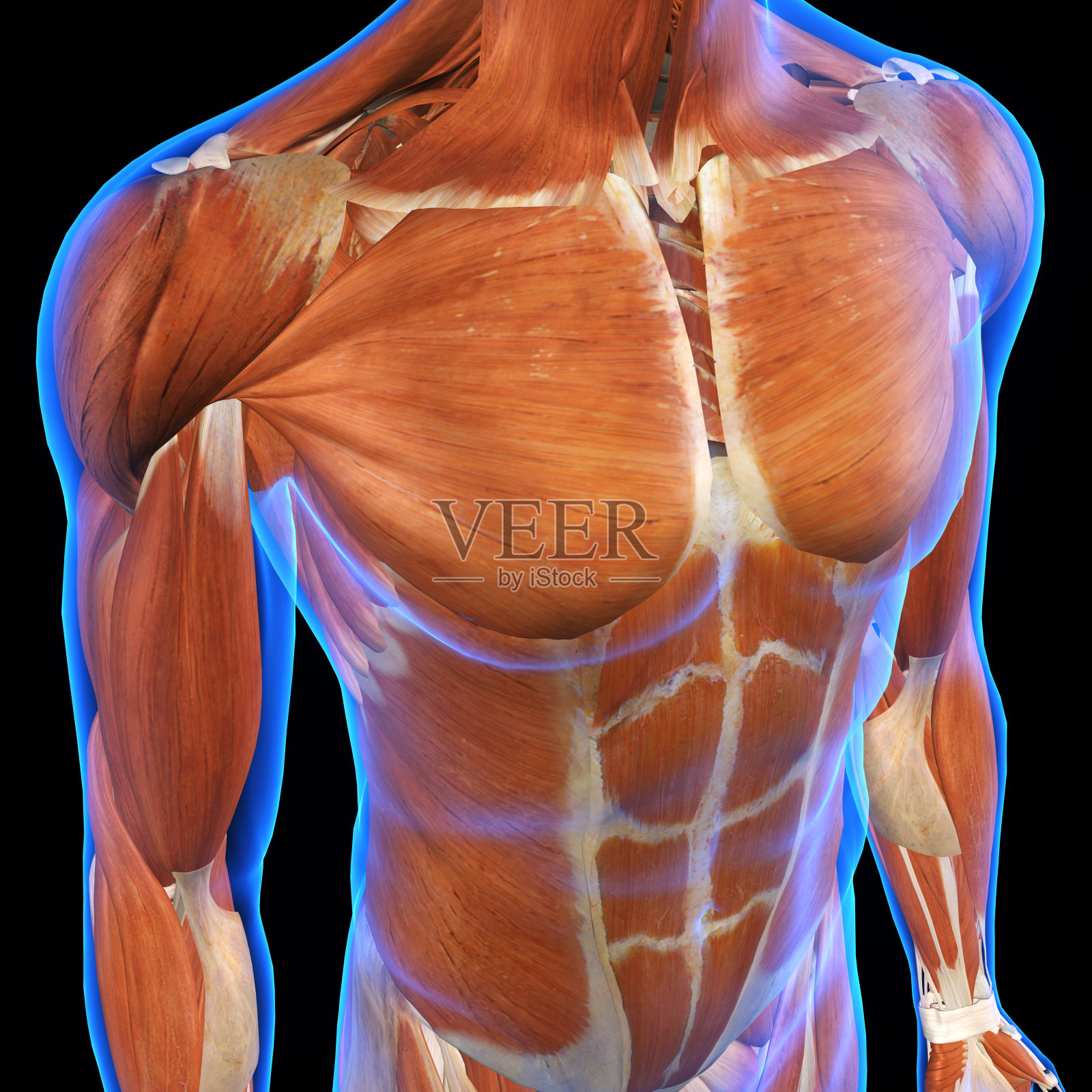男性胸部肌肉在蓝色x光下的黑色皮肤照片摄影图片