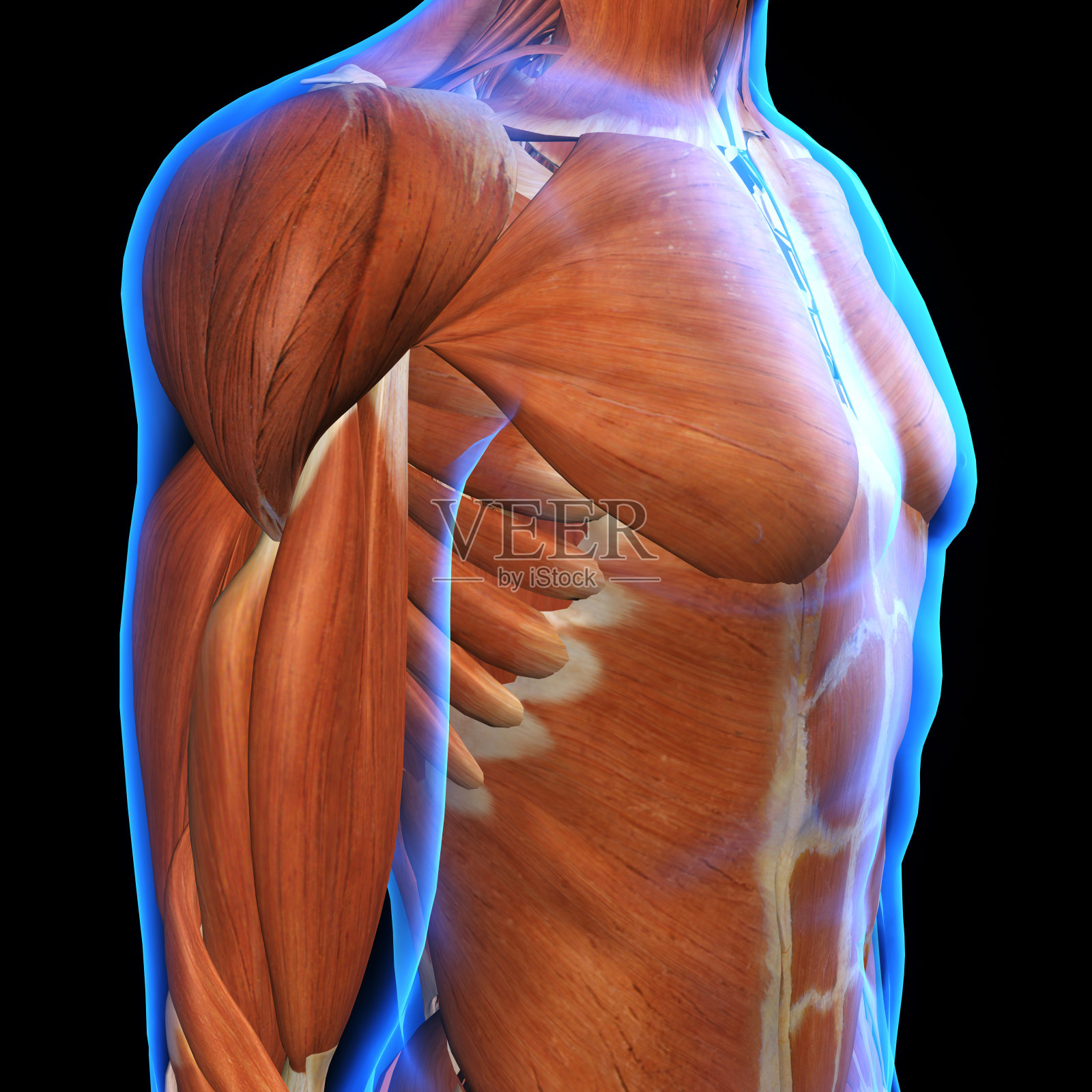 男性胸部肌肉在蓝色x光下的黑色皮肤照片摄影图片