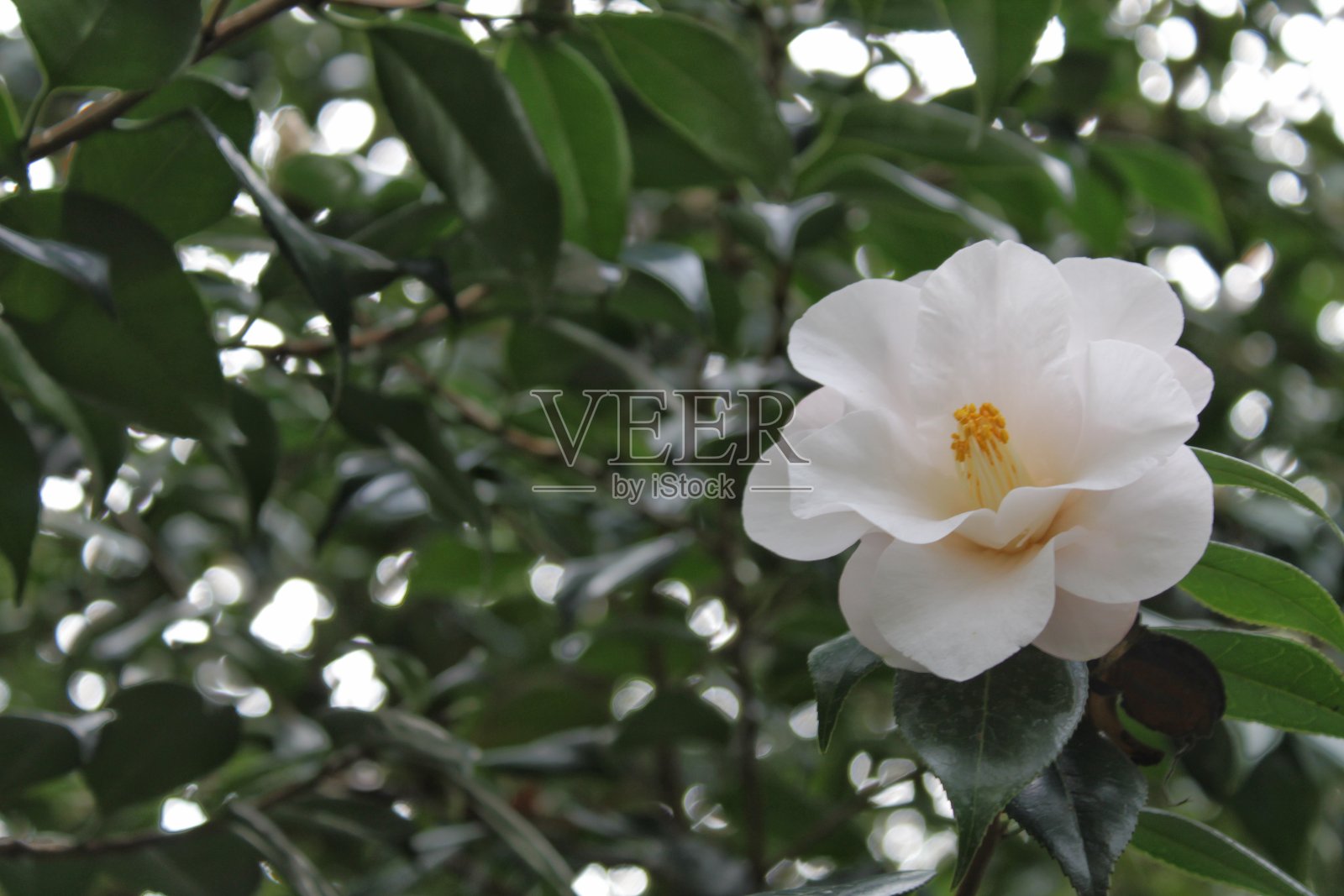 美丽的白色山茶花照片摄影图片