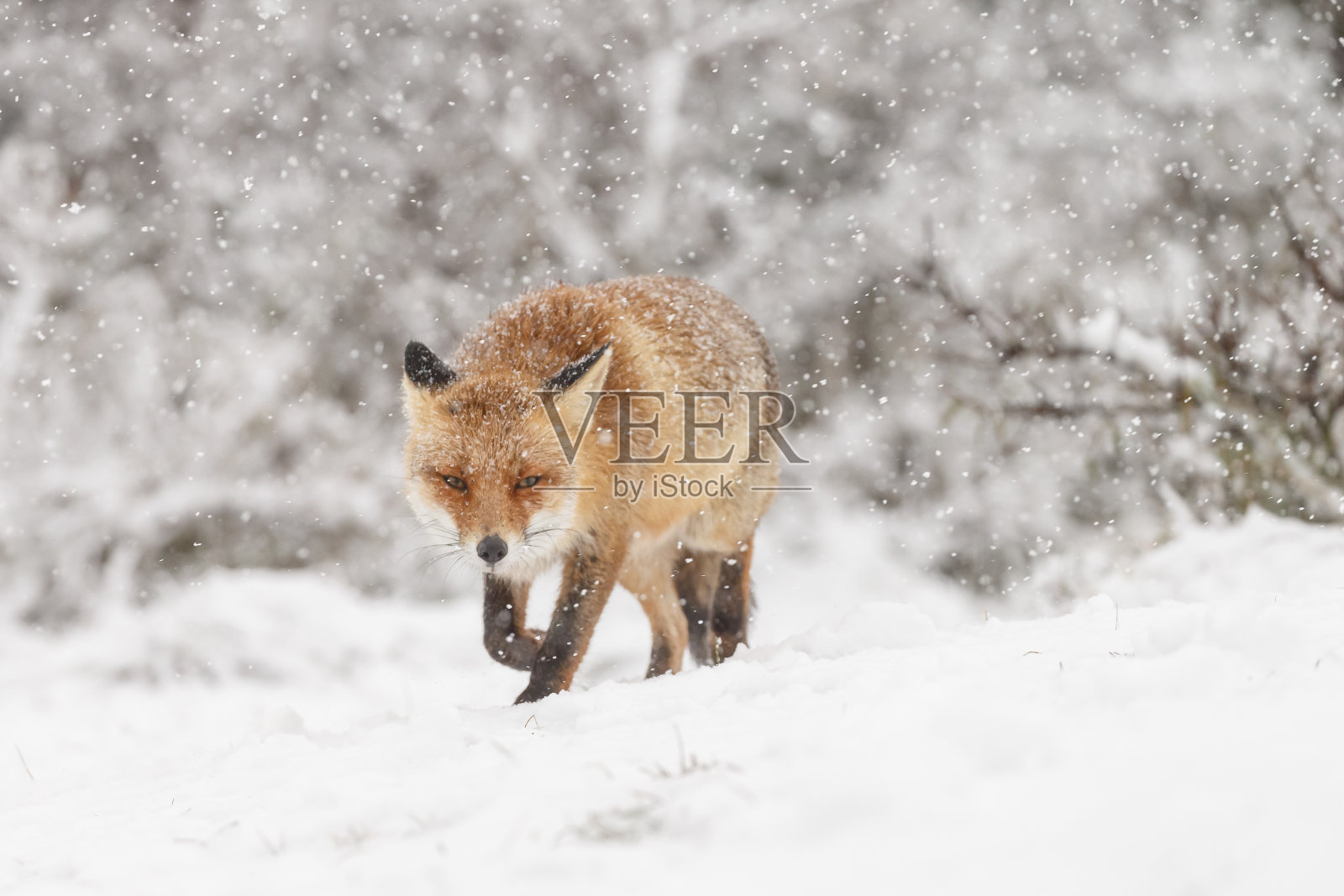 冬天的红狐照片摄影图片