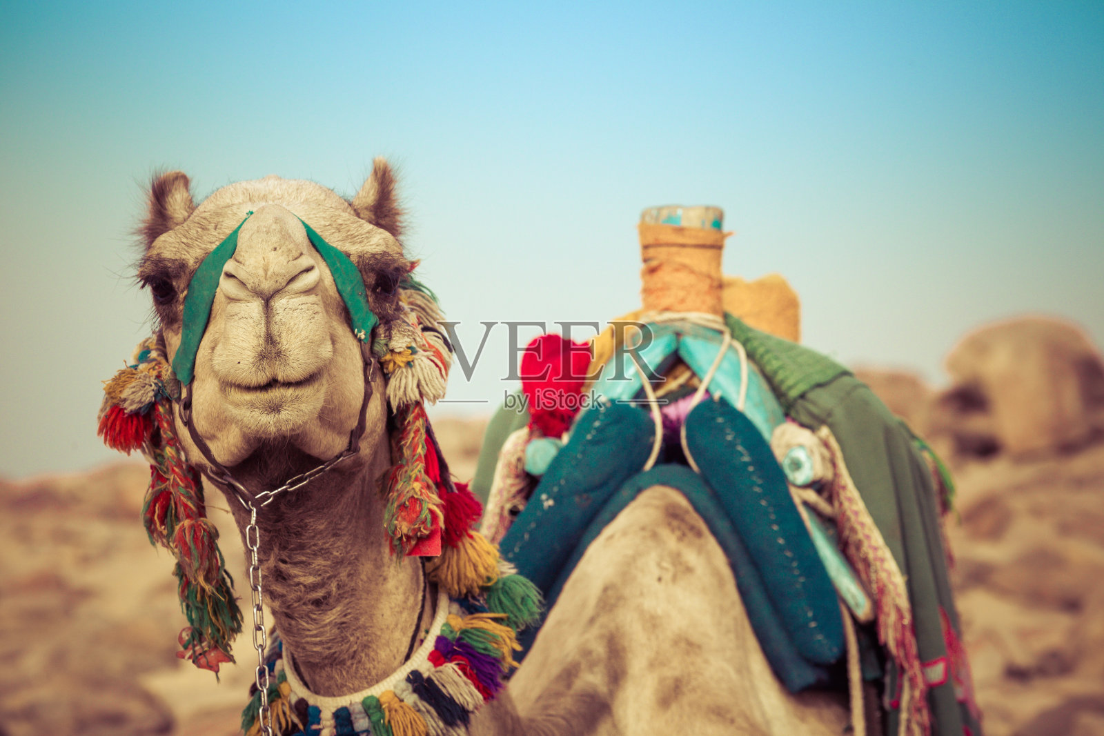 骆驼躺在埃及传统贝都因人的马鞍上照片摄影图片
