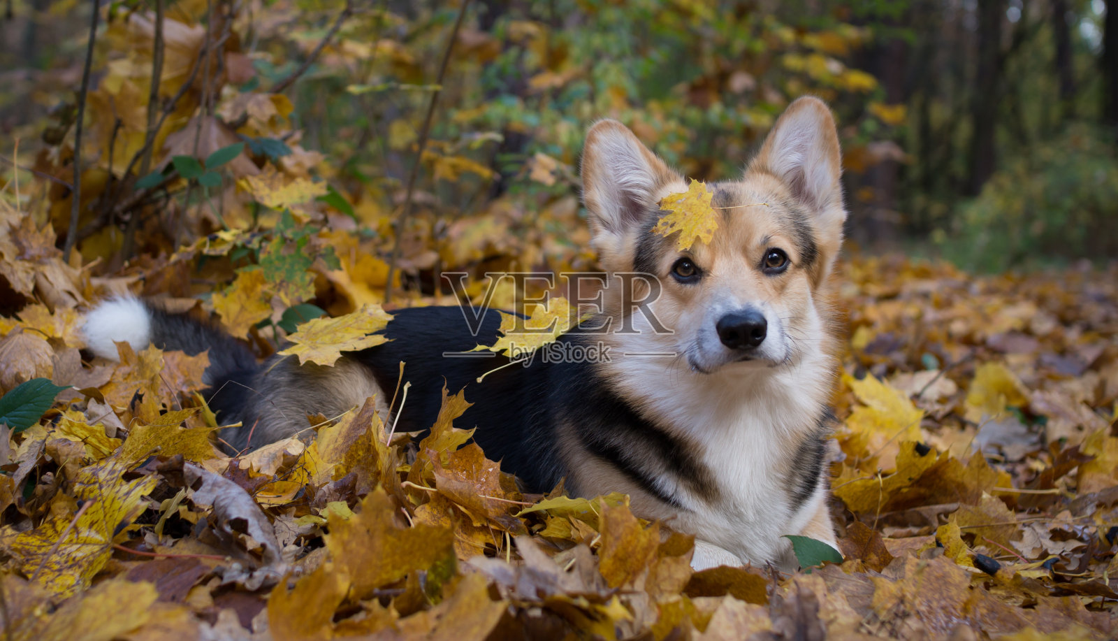 在美丽的秋天森林里散步的威尔士柯基犬。照片摄影图片