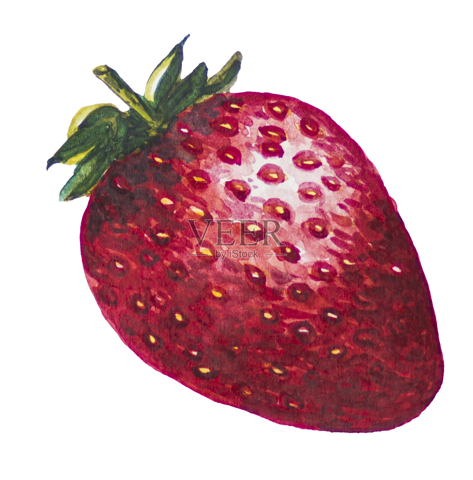 草莓画和水彩画。插画图片素材