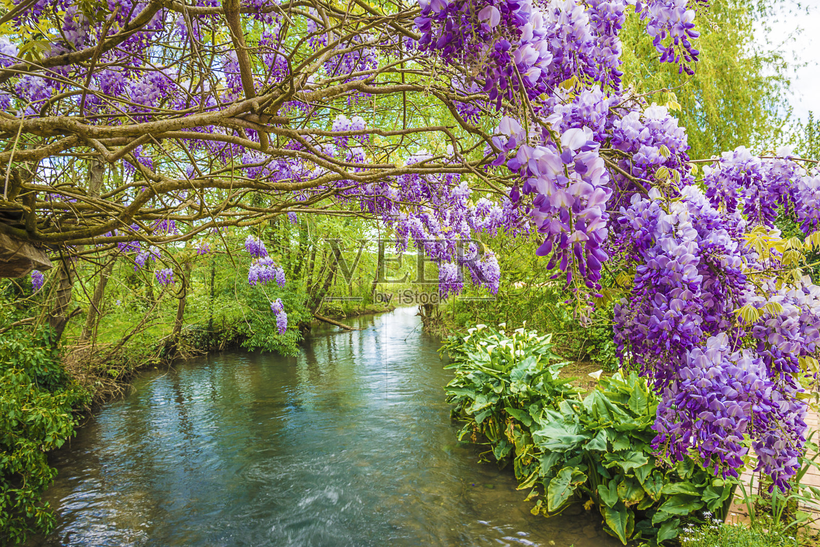 美丽的春天景观与紫藤照片摄影图片