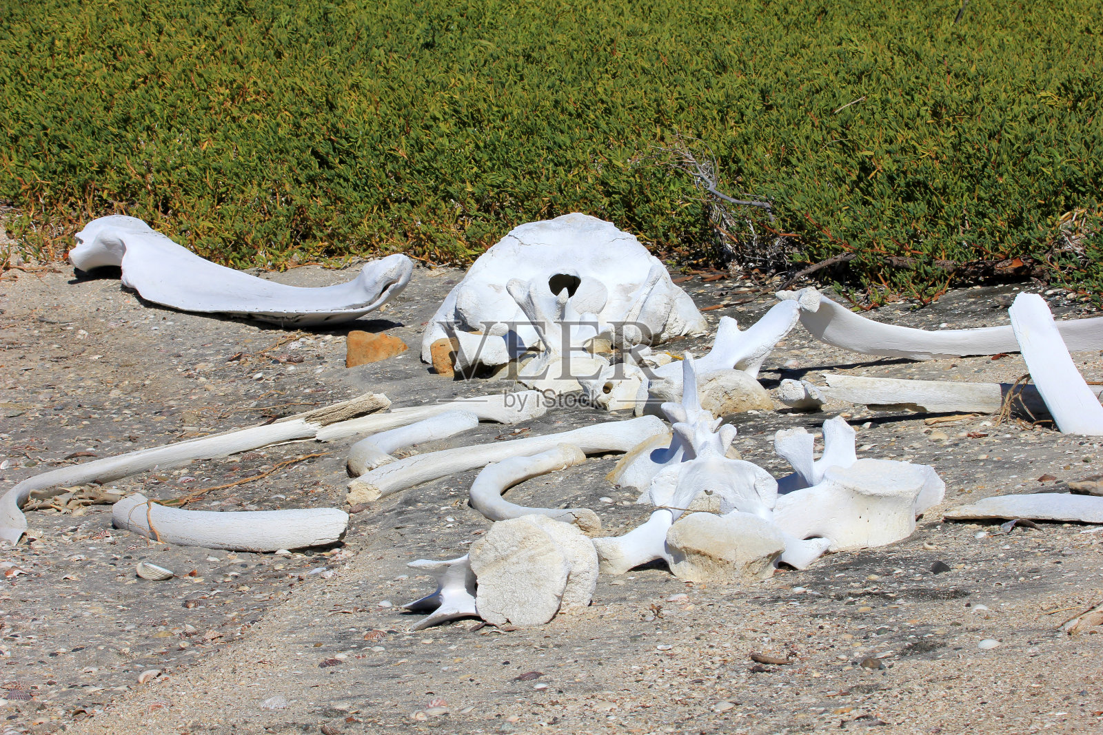 鲸骨在海湾圣伊格纳西奥泻湖，下加利福尼亚，墨西哥照片摄影图片