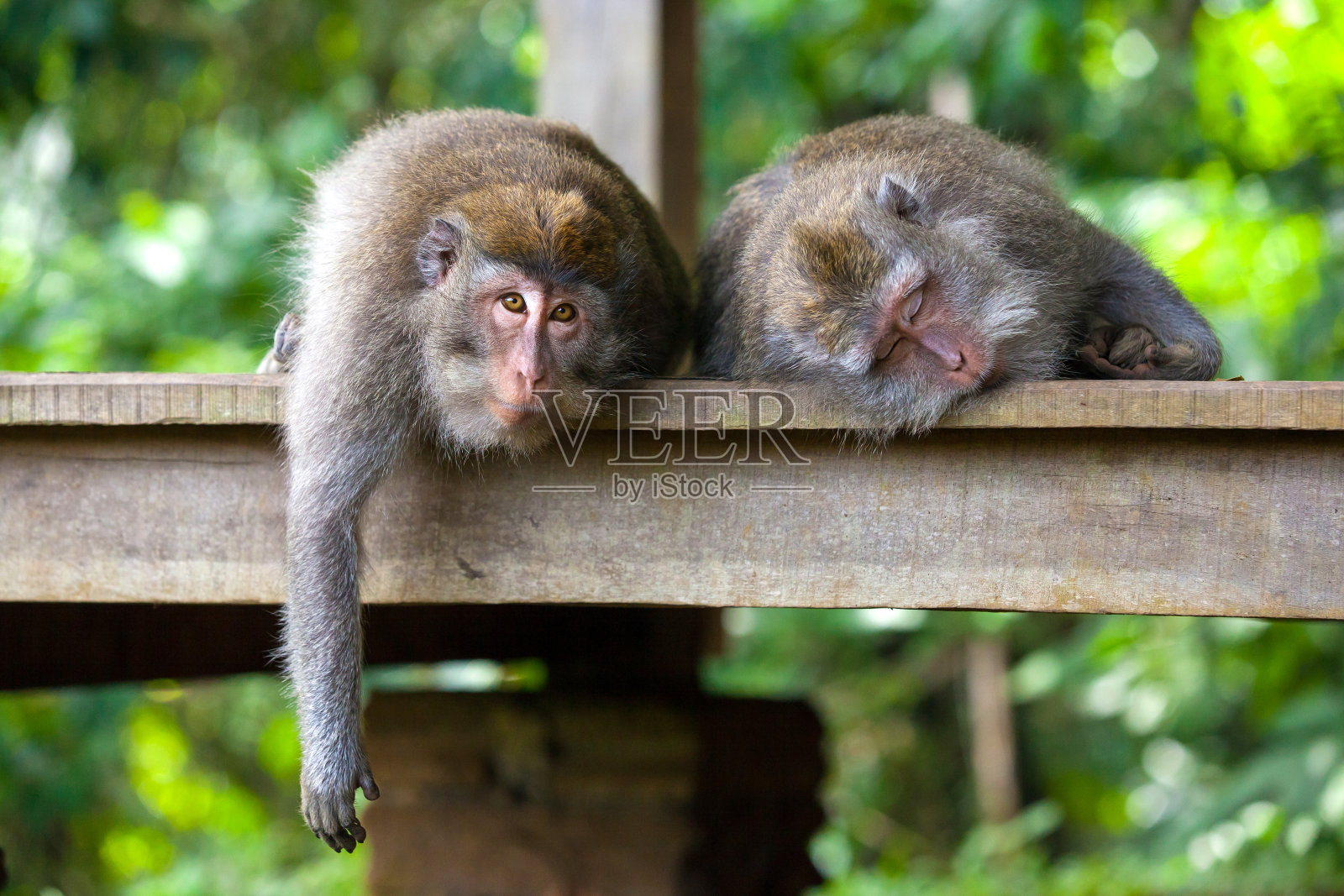 可爱的猴子生活在乌布猴子森林，巴厘岛，印度尼西亚。照片摄影图片