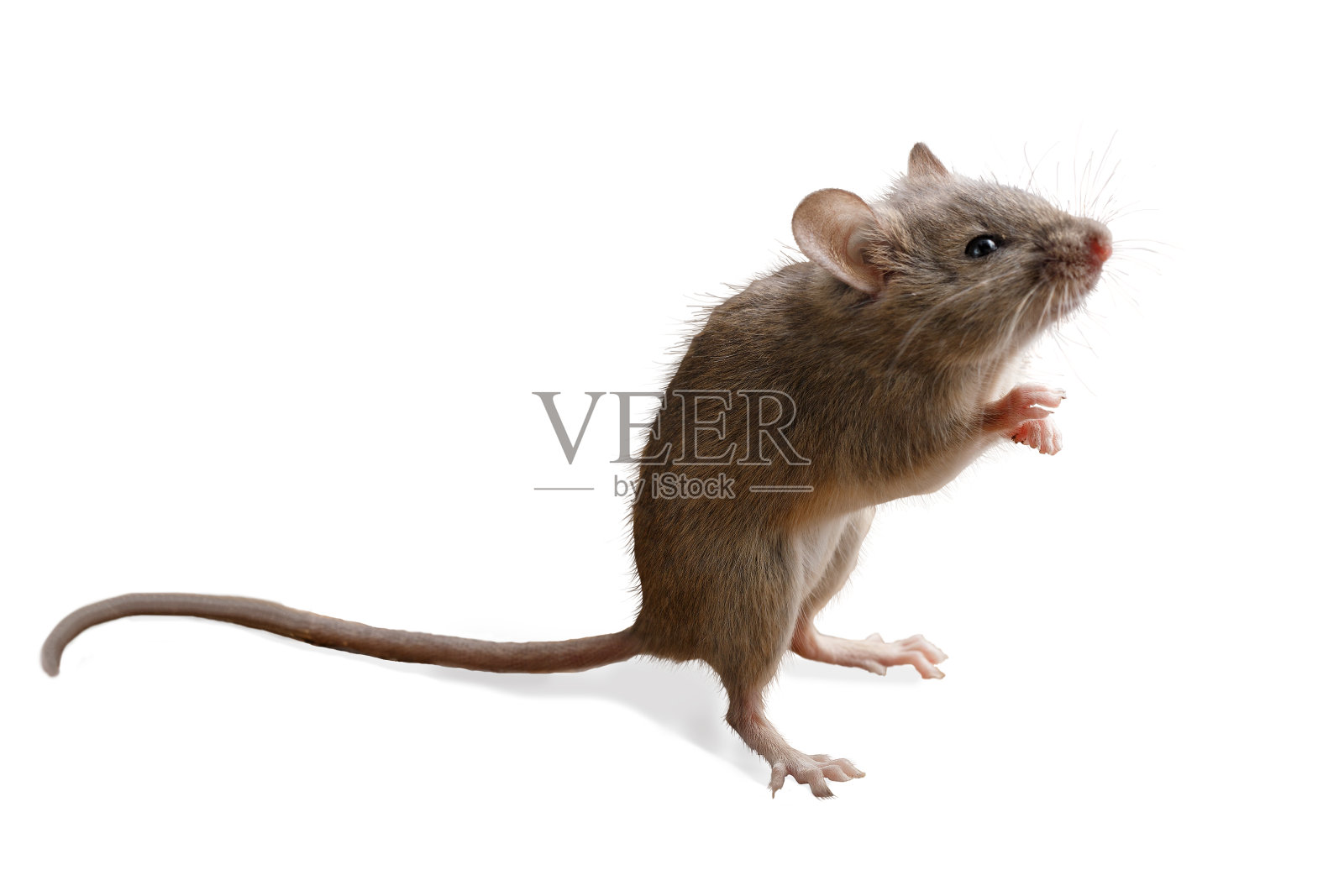 特写小老鼠站在它的后腿孤立的白色背景照片摄影图片