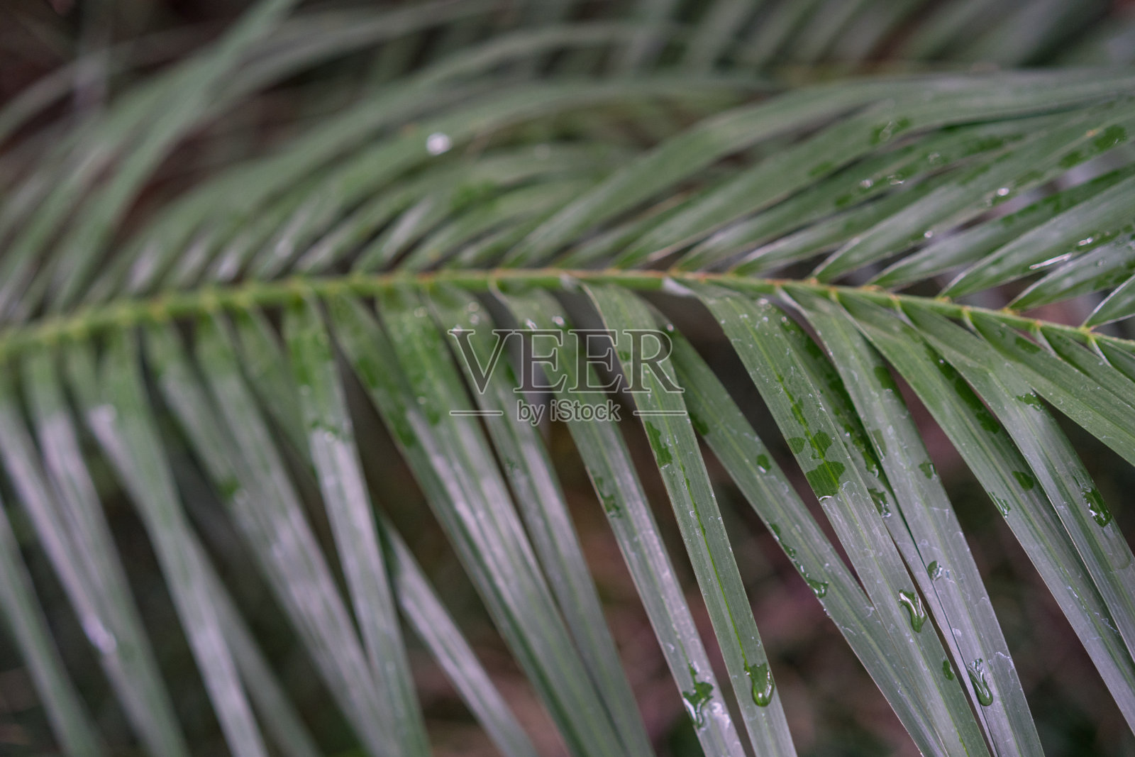 产自老挝的罗贝莱尼凤凰矮枣棕榈的叶子照片摄影图片