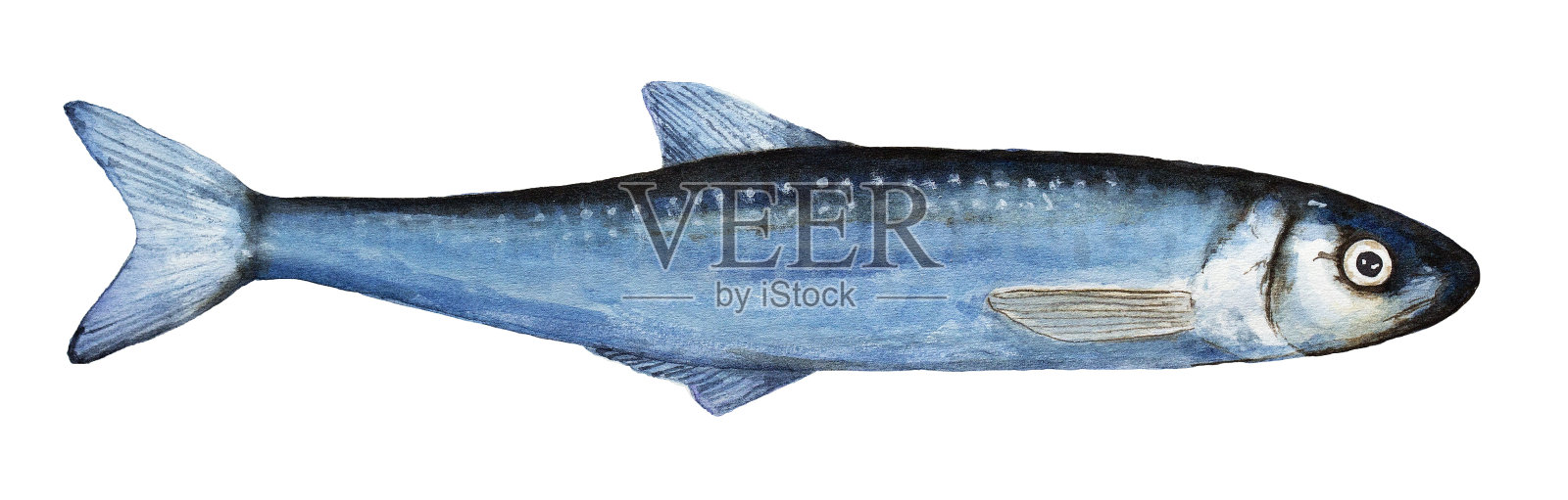 水彩单胡瓜鱼插图。俯视图，蓝色，特写;又小，又细，又长，全身。插画图片素材