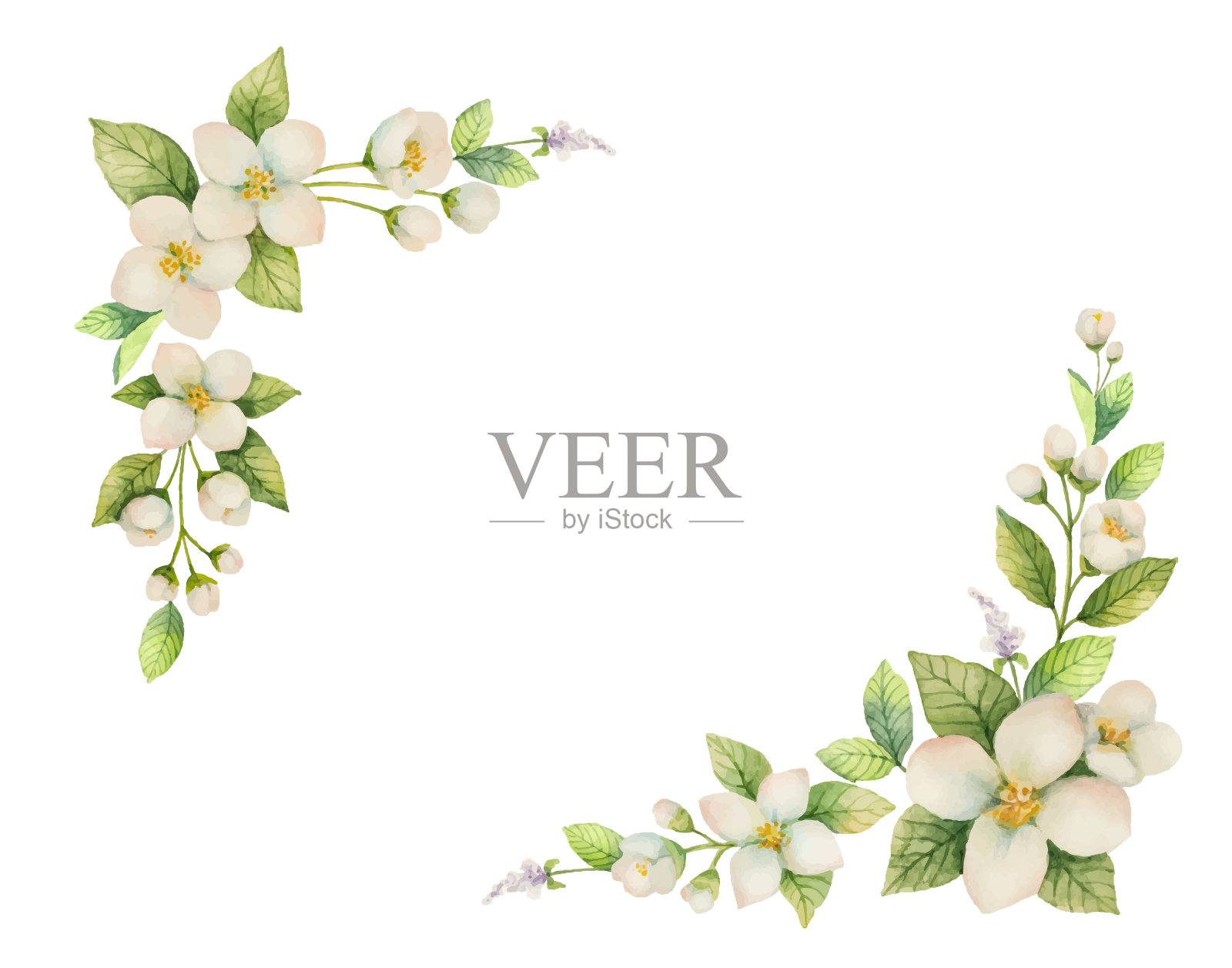 水彩向量框架的花和分支茉莉孤立在一个白色的背景。设计元素图片
